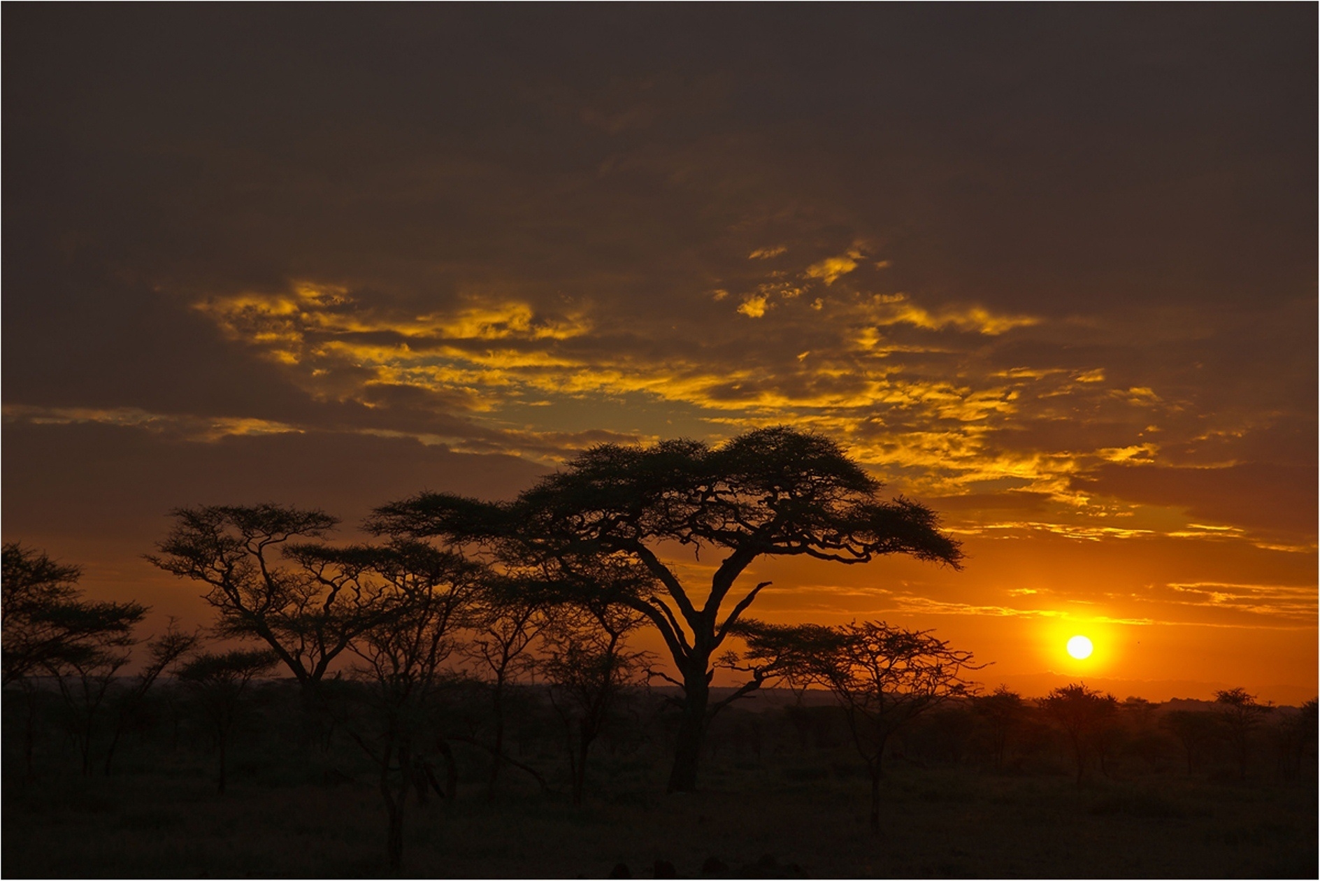 100646 Hintergrundbild herunterladen natur, bäume, sunset, savanna, clouds, orange, abend - Bildschirmschoner und Bilder kostenlos