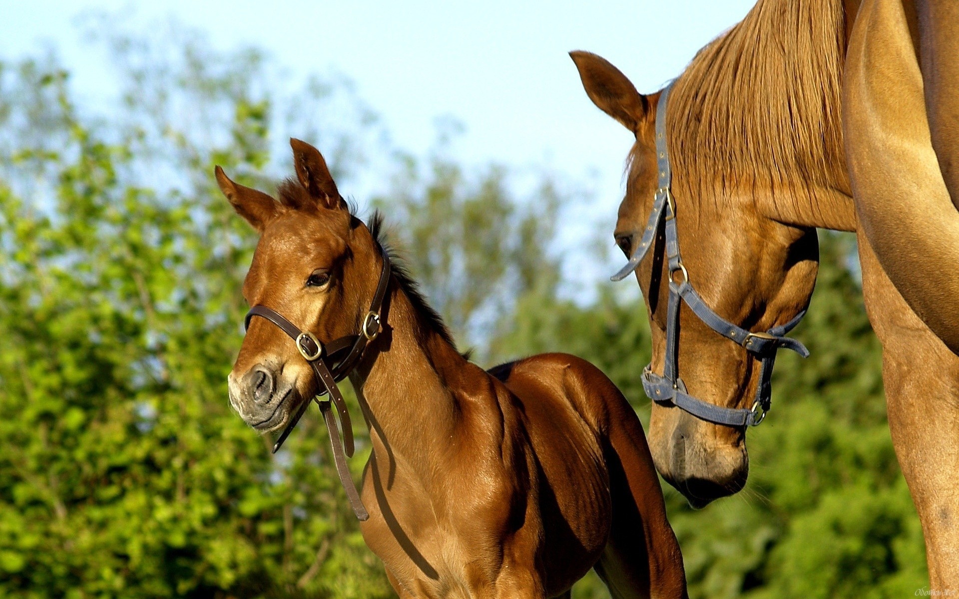 Baixar papel de parede para celular de Animais, Cavalo gratuito.