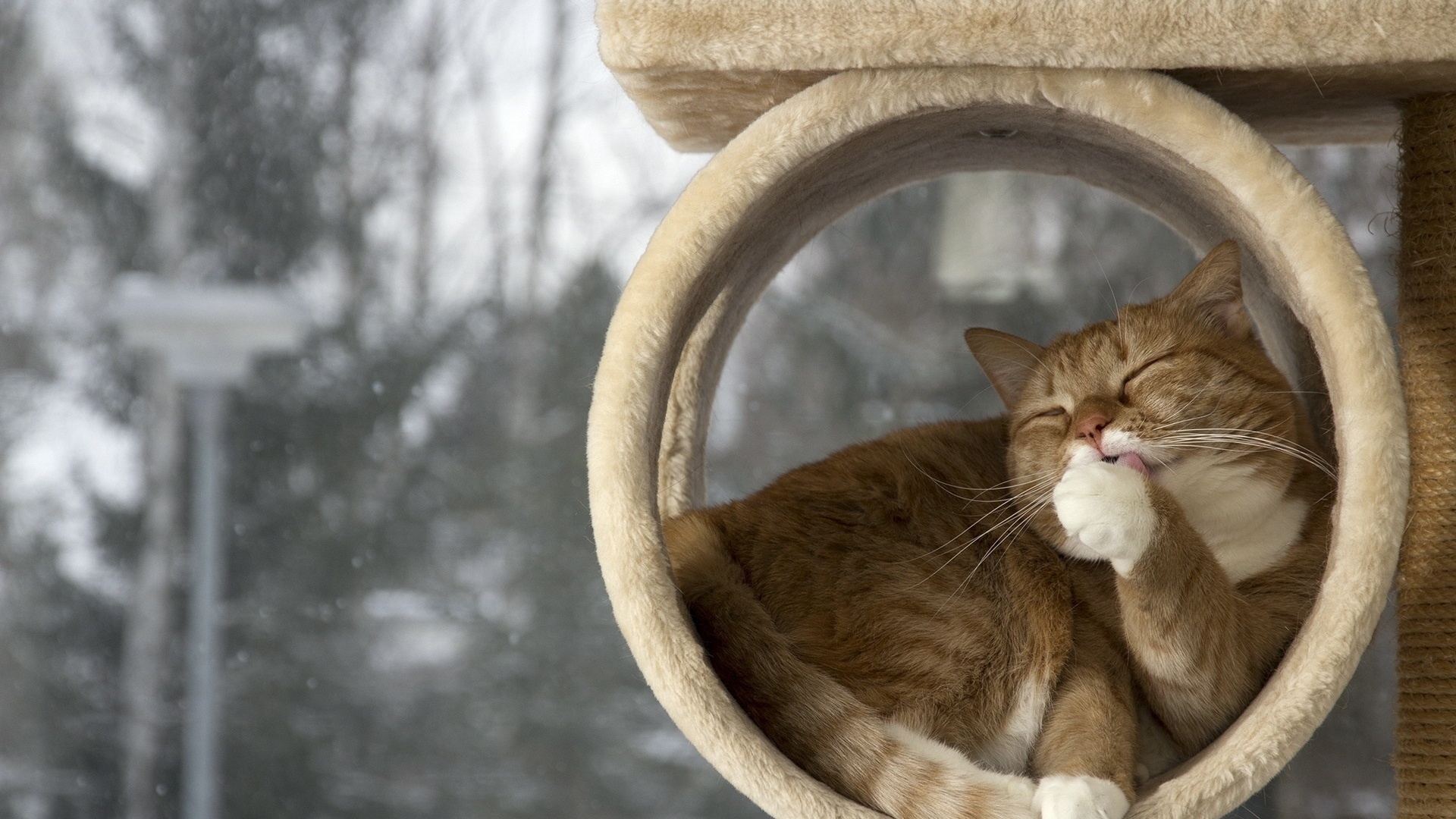 Téléchargez gratuitement l'image Animaux, Chats, Chat sur le bureau de votre PC