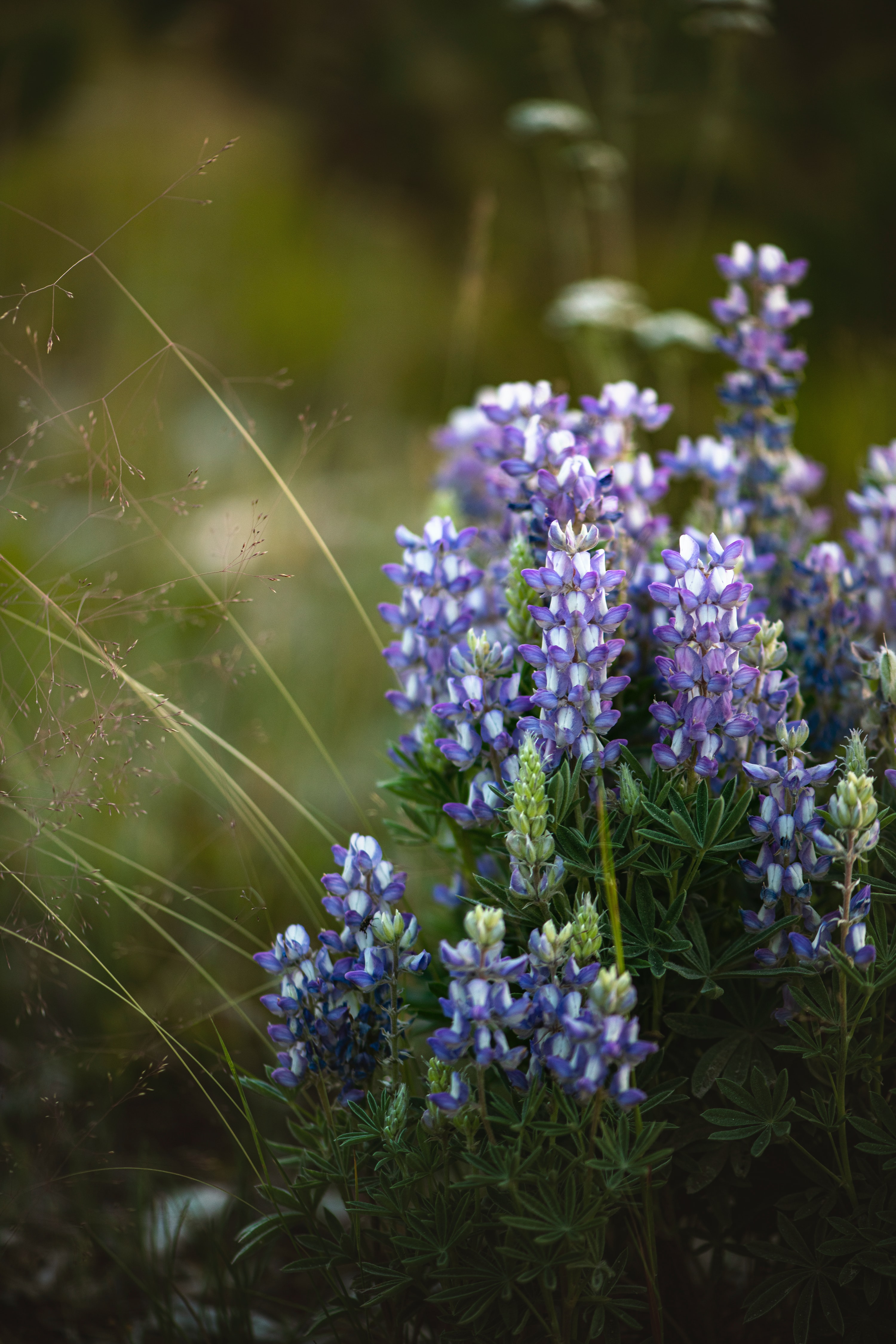 Free download wallpaper Flowers, Grass, Violet, Macro, Plant, Purple on your PC desktop