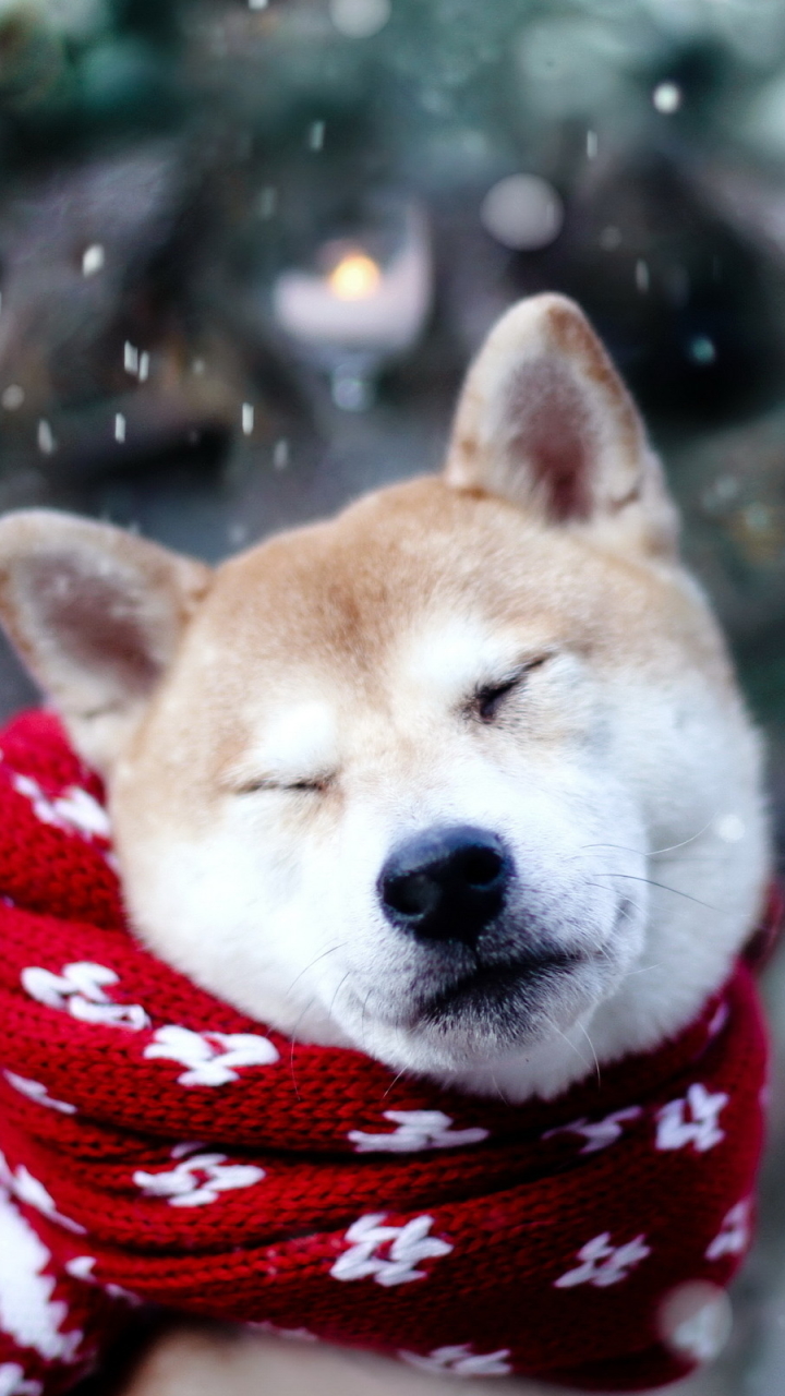 Download mobile wallpaper Winter, Dogs, Dog, Animal, Cute for free.