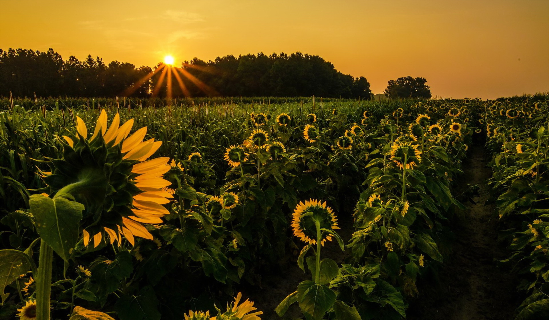 Free download wallpaper Landscape, Nature, Flowers, Sunset, Flower, Earth, Field, Sunflower, Sunbeam on your PC desktop