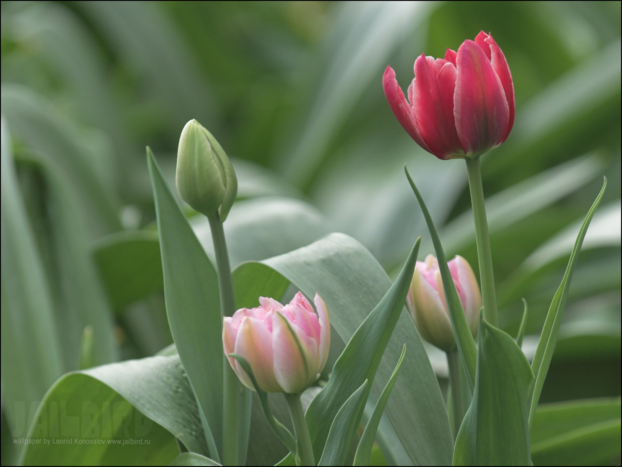Скачать обои бесплатно Растения, Тюльпаны, Цветы картинка на рабочий стол ПК