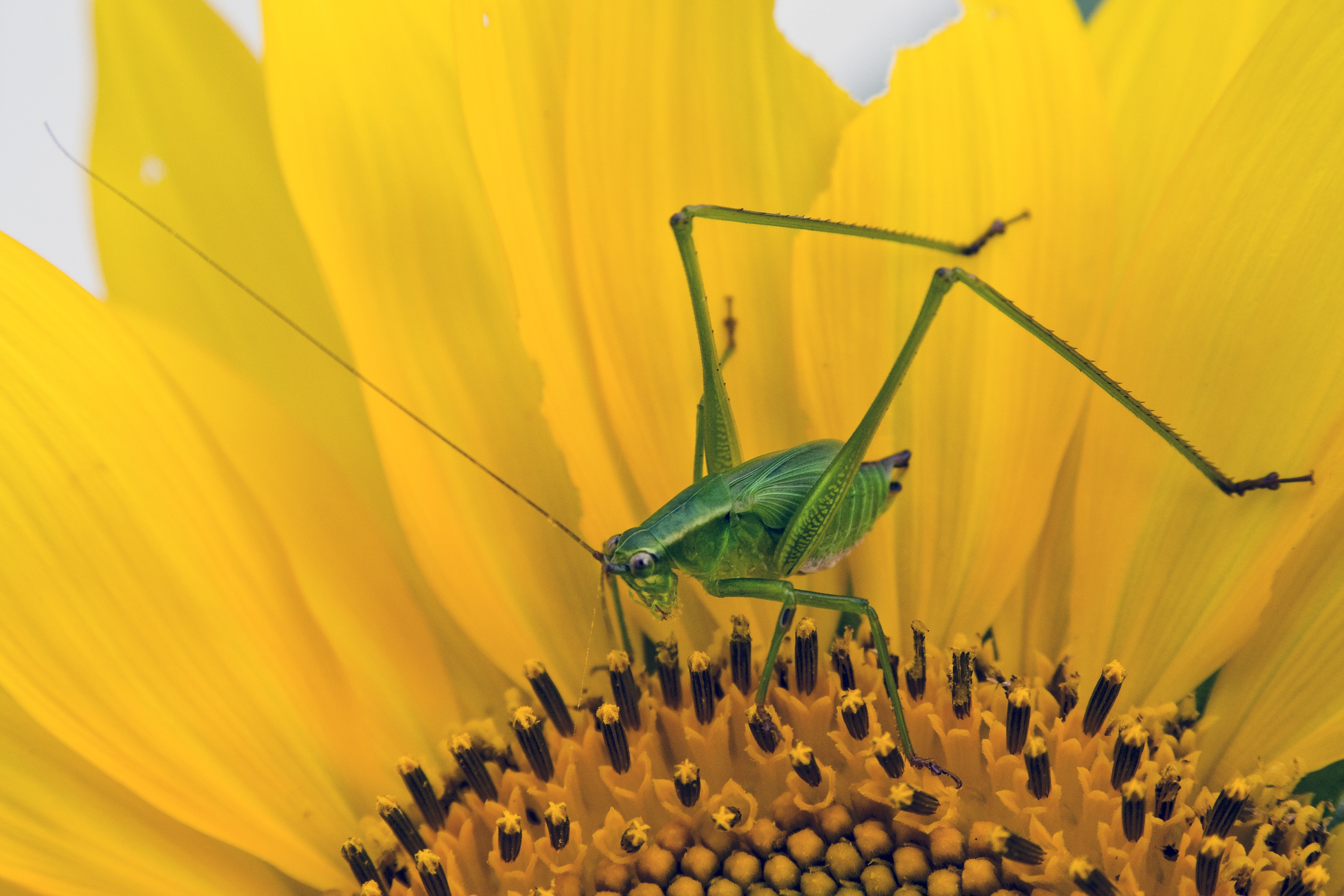 82461 Bild herunterladen makro, insekt, sonnenblume, heuschrecke - Hintergrundbilder und Bildschirmschoner kostenlos