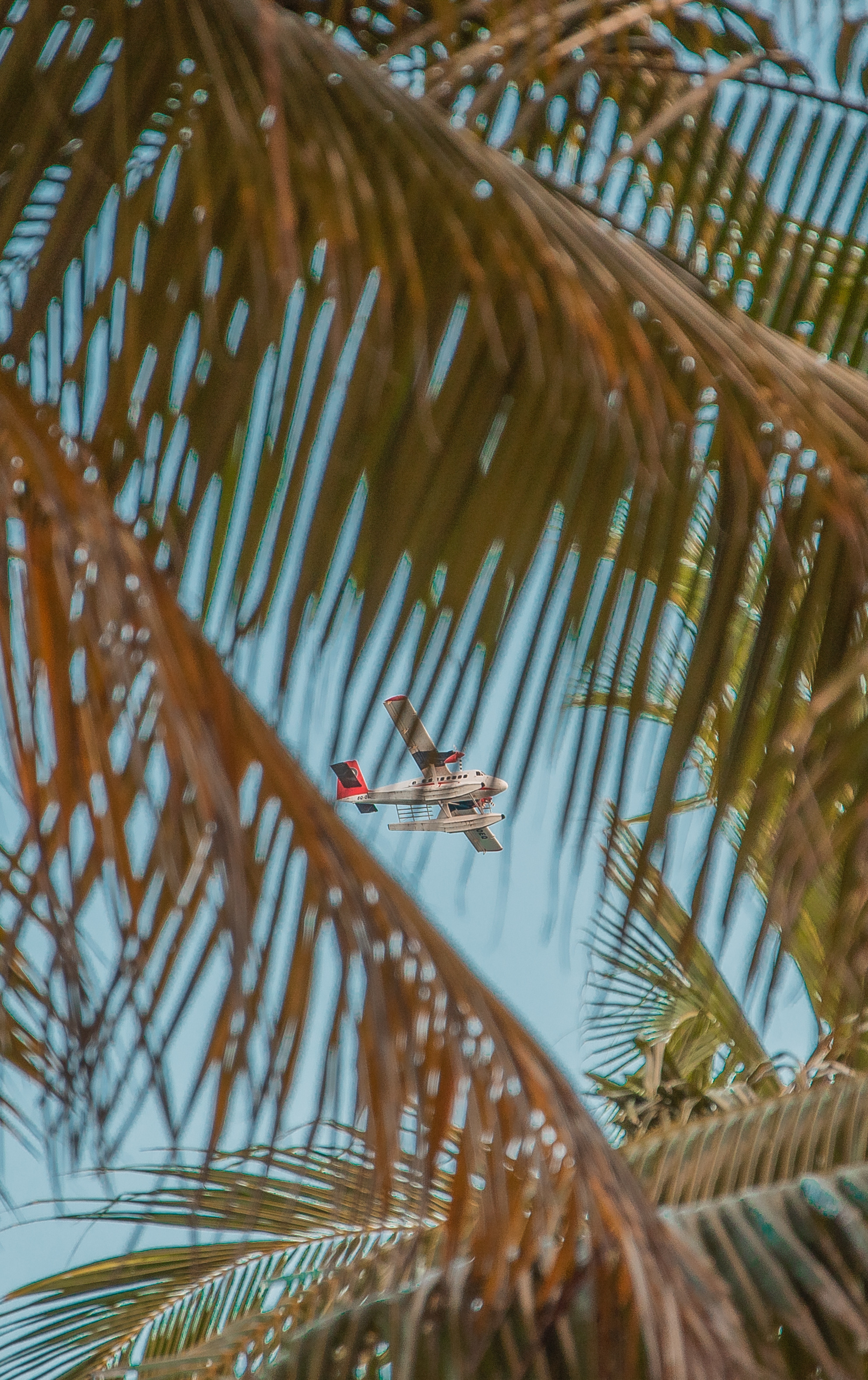 Download mobile wallpaper Miscellaneous, Miscellanea, Branches, Sky, Palm, Airplane, Plane for free.