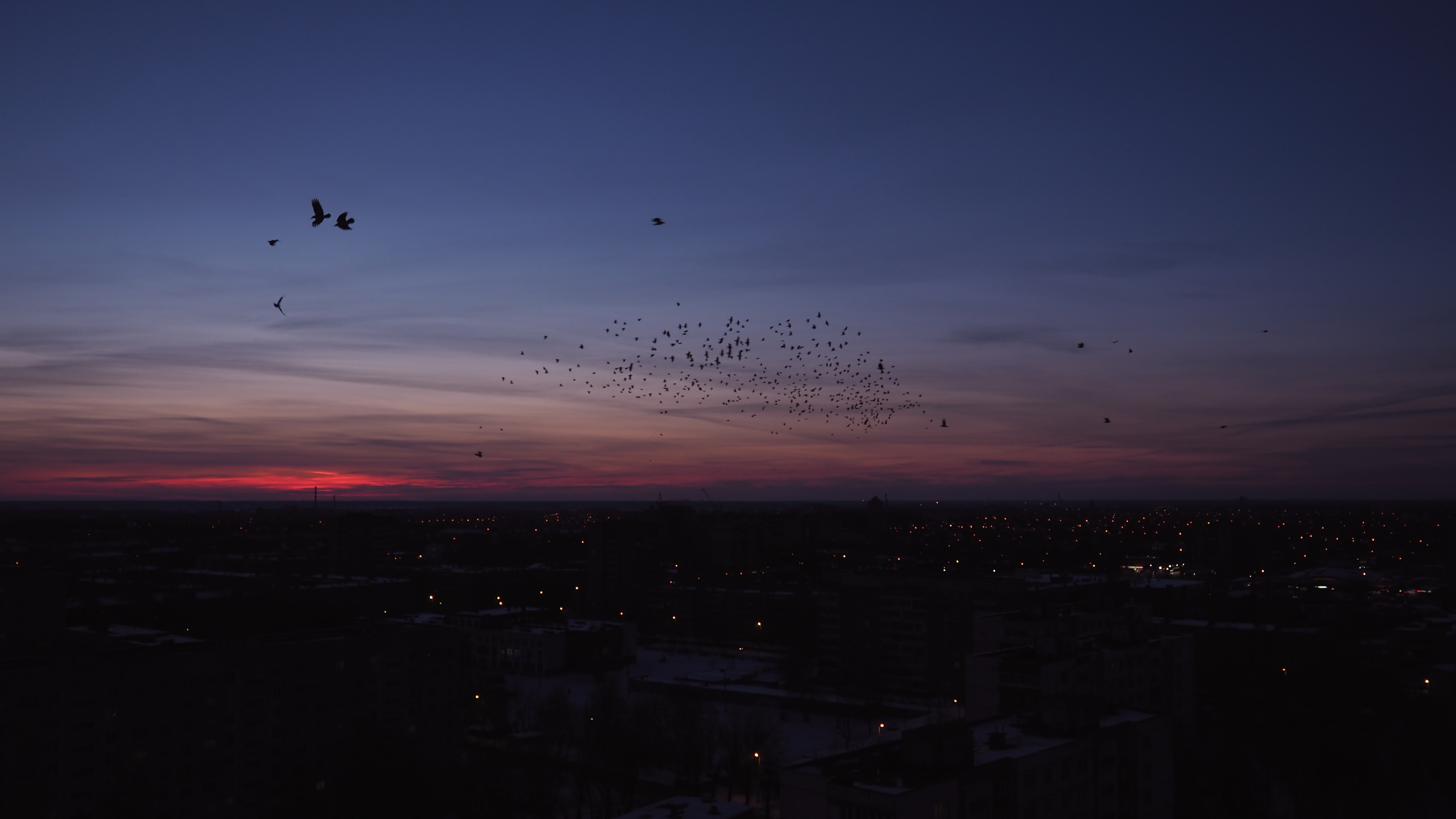 flock, night, dark, birds, city HD wallpaper