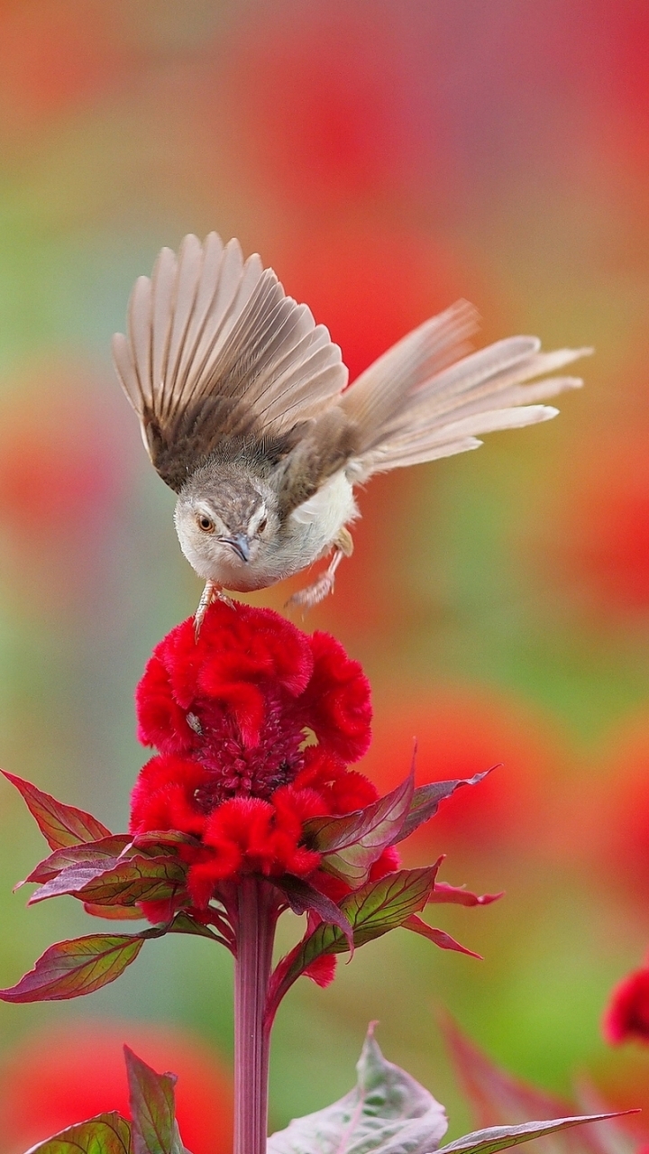 Handy-Wallpaper Tiere, Vögel, Vogel kostenlos herunterladen.