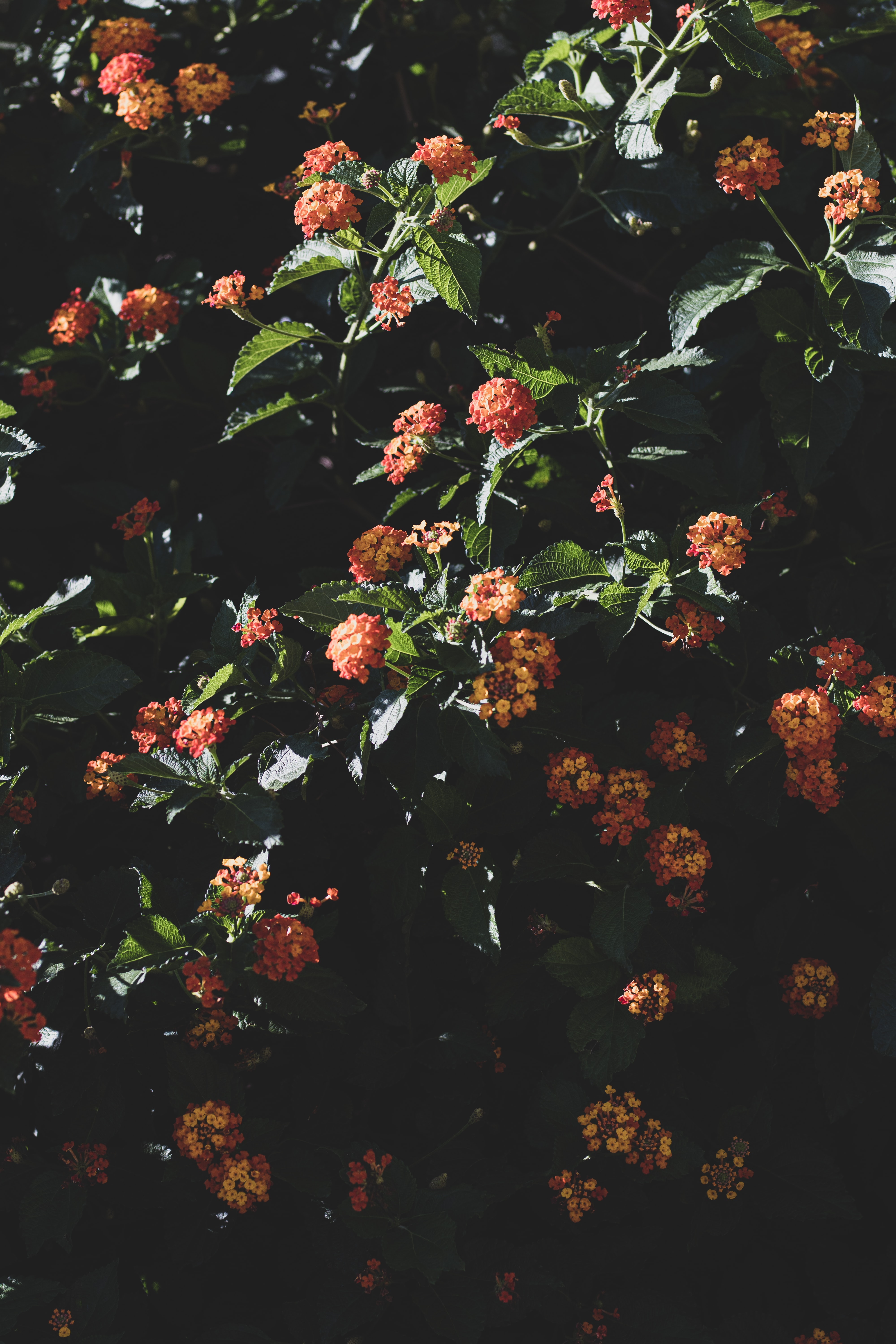 133115 descargar fondo de pantalla flores, hojas, arbusto, florecer, floración: protectores de pantalla e imágenes gratis