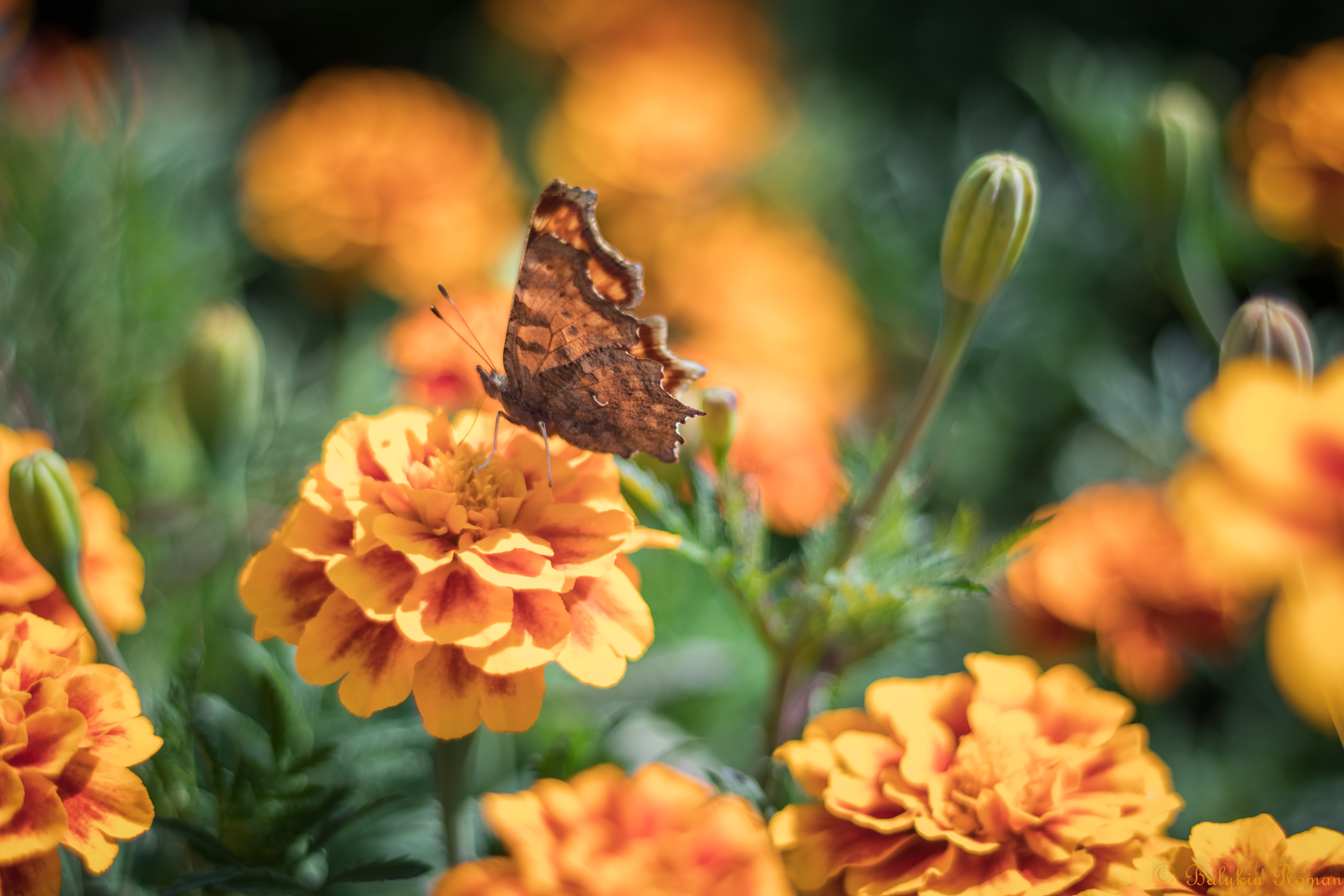 Handy-Wallpaper Tiere, Schmetterlinge, Ringelblume, Orangene Blume kostenlos herunterladen.