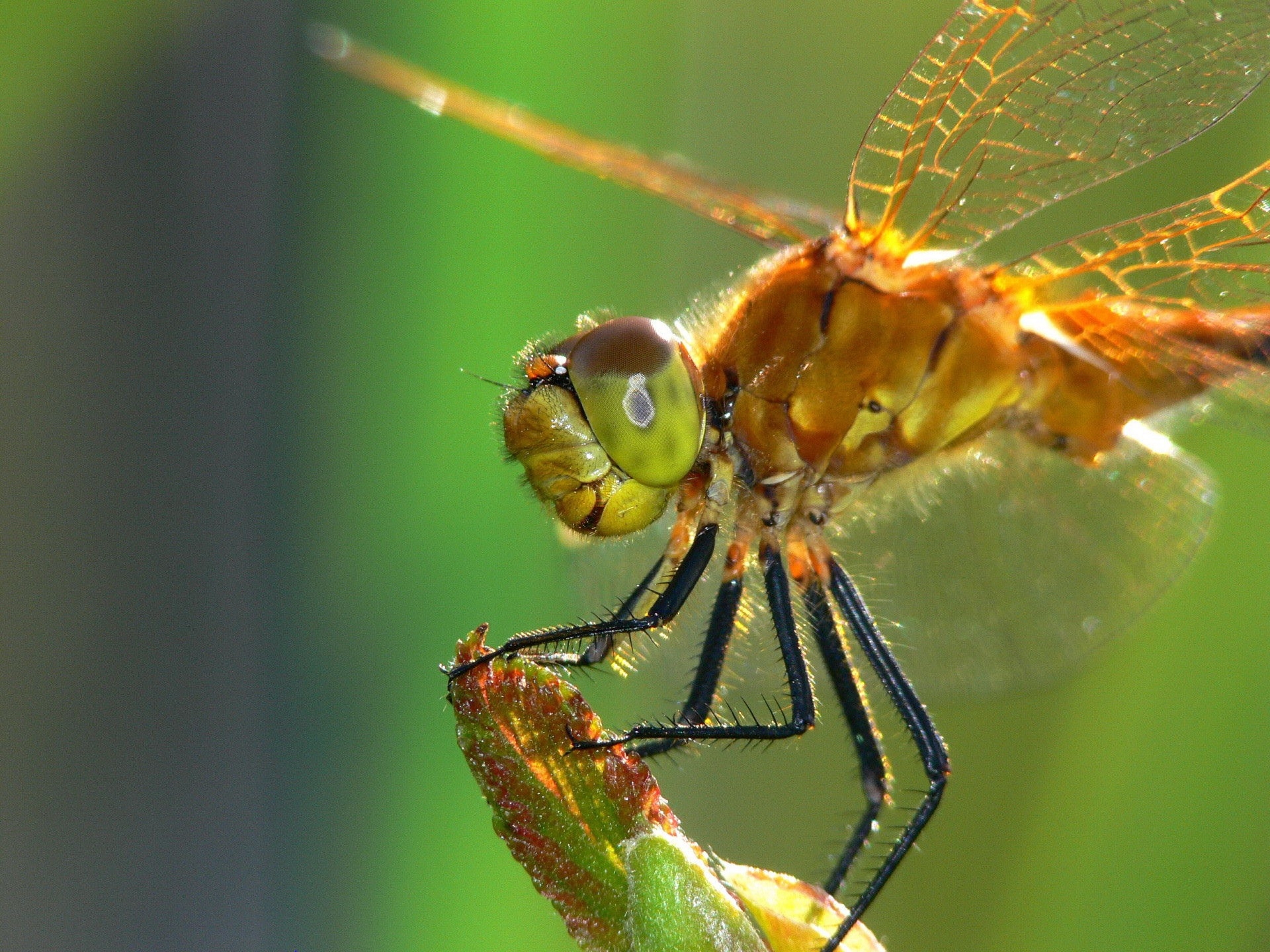Free download wallpaper Macro, Surface, Insect, Dragonfly, Wings, Eyes on your PC desktop