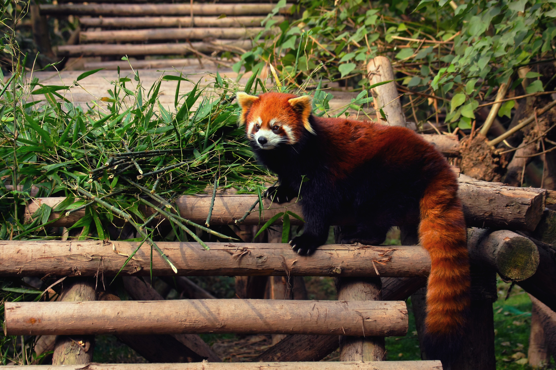 225801 télécharger l'image panda roux, animaux - fonds d'écran et économiseurs d'écran gratuits