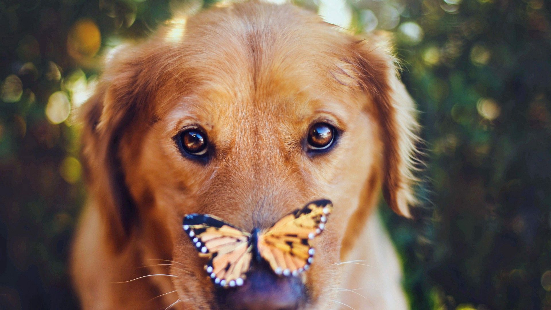 Free download wallpaper Dog, Muzzle, Opinion, Sight, Animals, Butterfly on your PC desktop