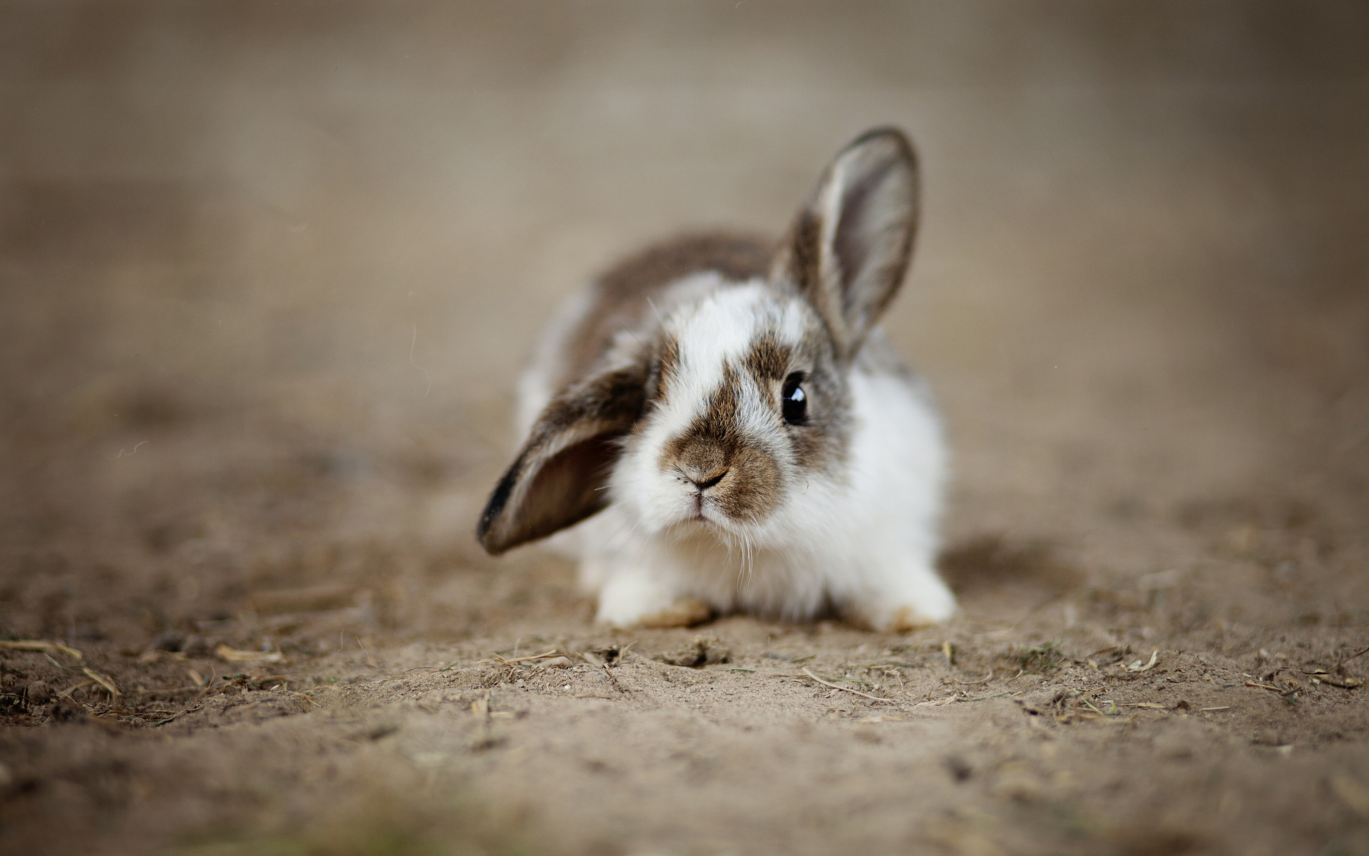 PCデスクトップにうさぎ, 動物画像を無料でダウンロード