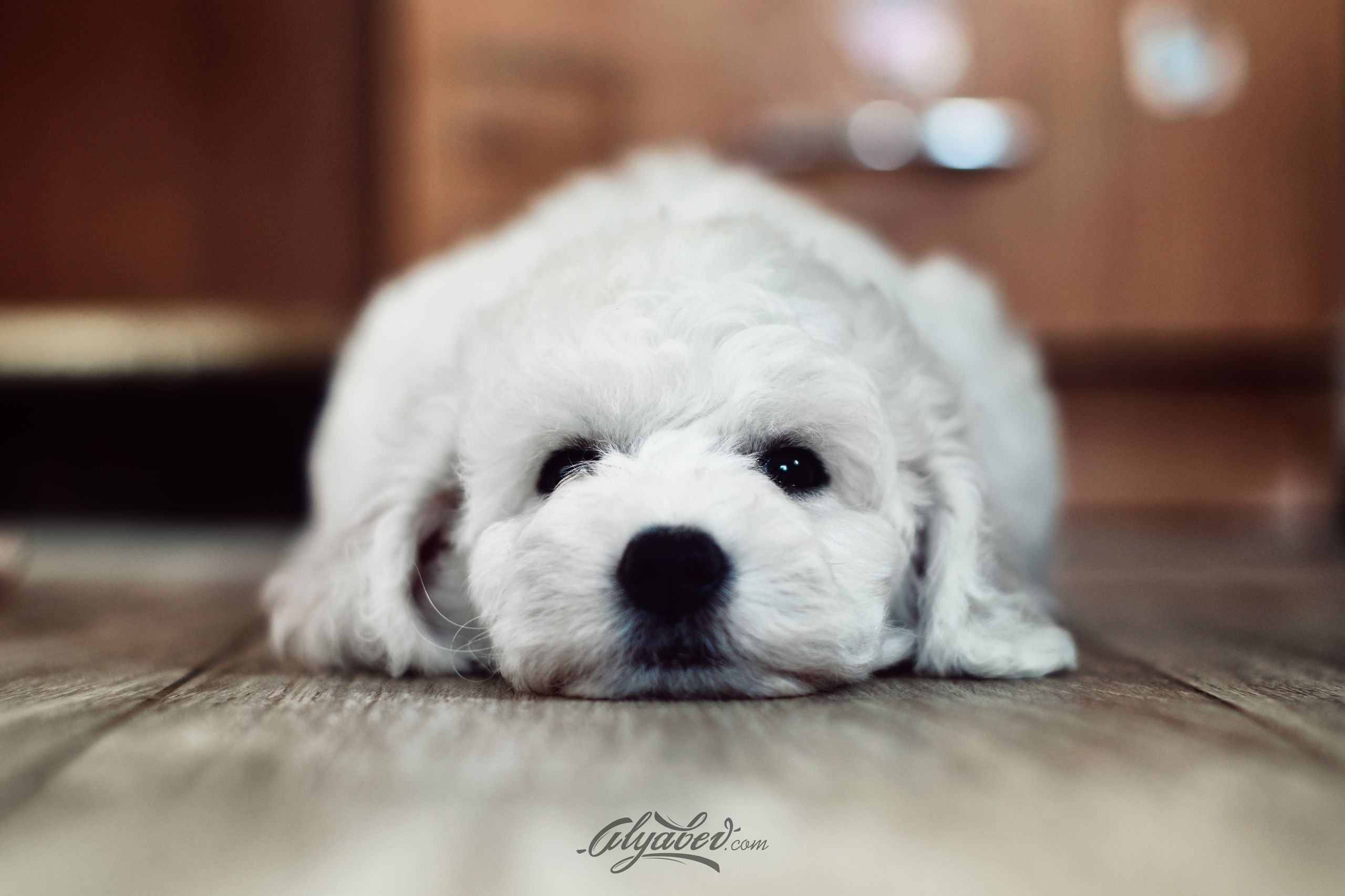 Download mobile wallpaper Puppy, Dogs, Animal for free.