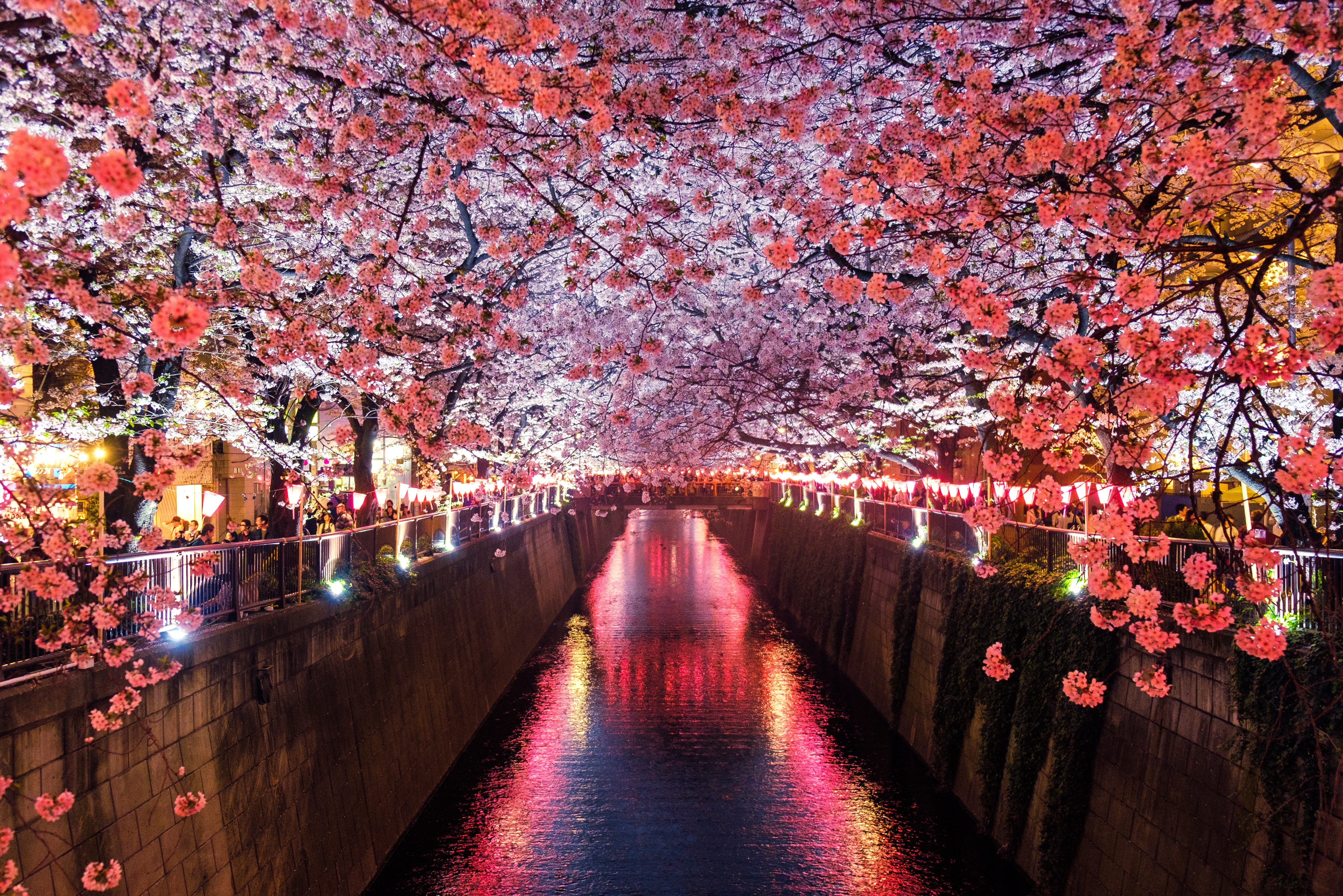 898551 скачать картинку сакура, весна, сделано человеком, канал, вишня в цвету, цветок, свет - обои и заставки бесплатно