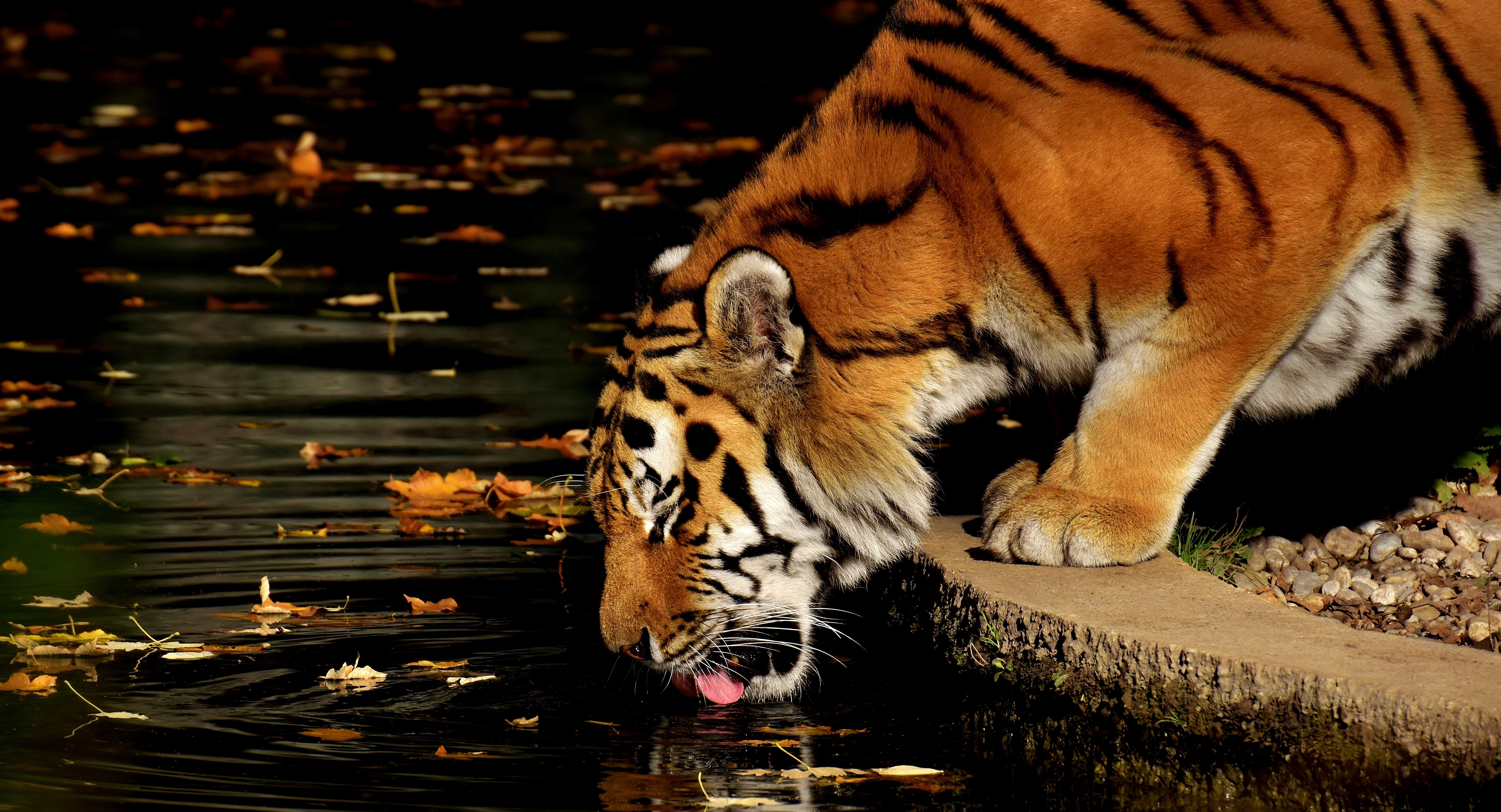 Download mobile wallpaper Cats, Tiger, Animal for free.