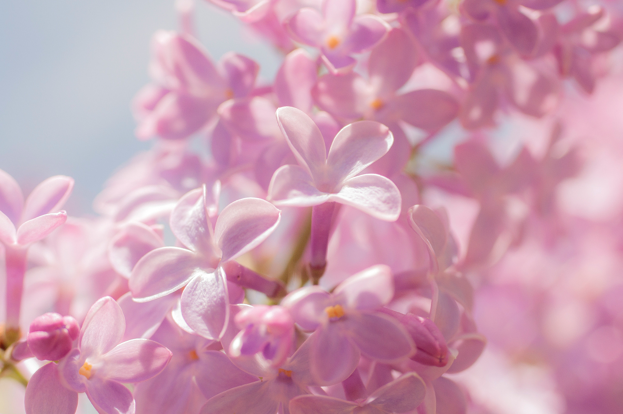 Descarga gratuita de fondo de pantalla para móvil de Flores, Flor, Flor Rosa, Tierra/naturaleza, Macrofotografía.