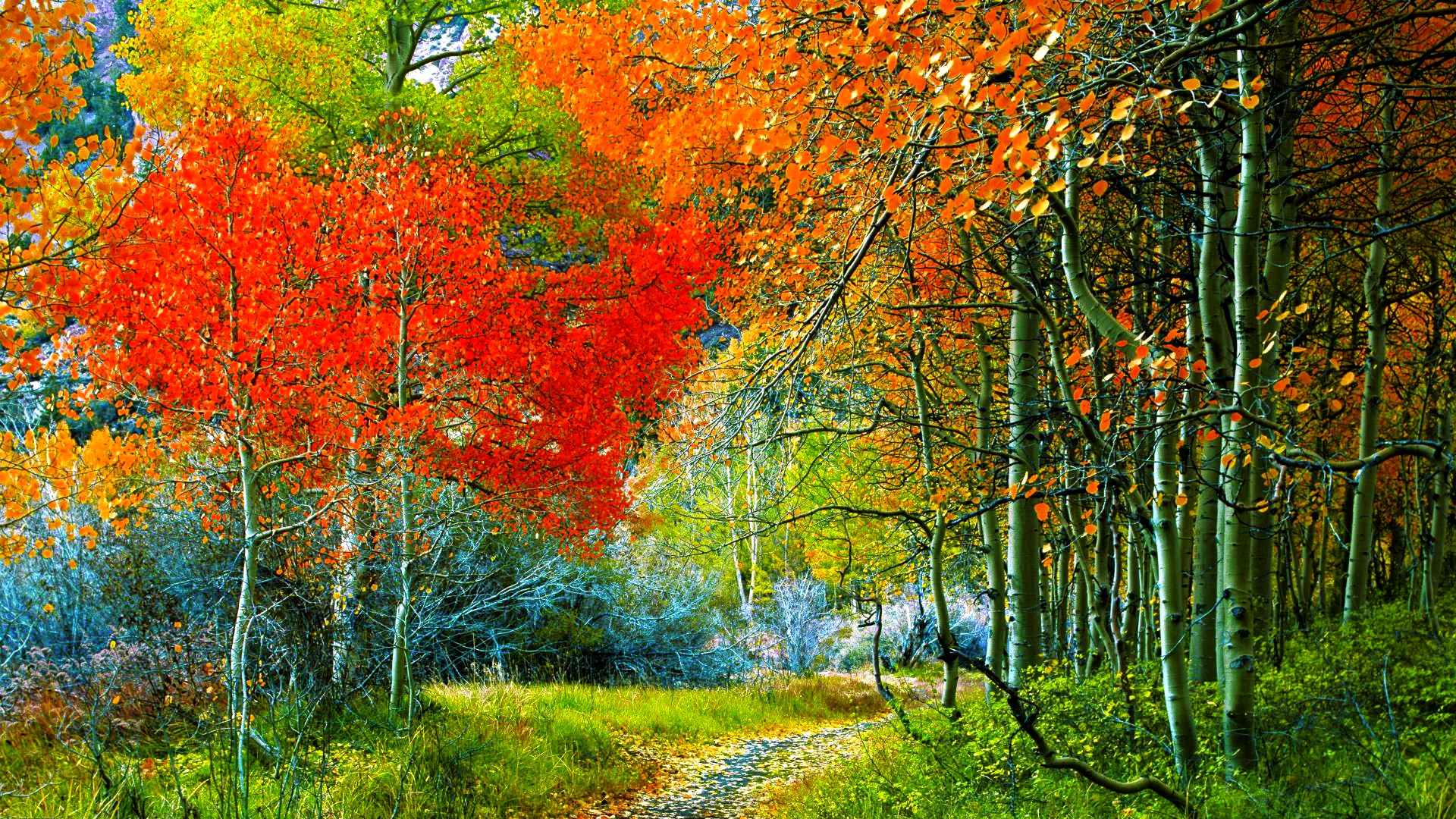 Free download wallpaper Forest, Earth, Path on your PC desktop