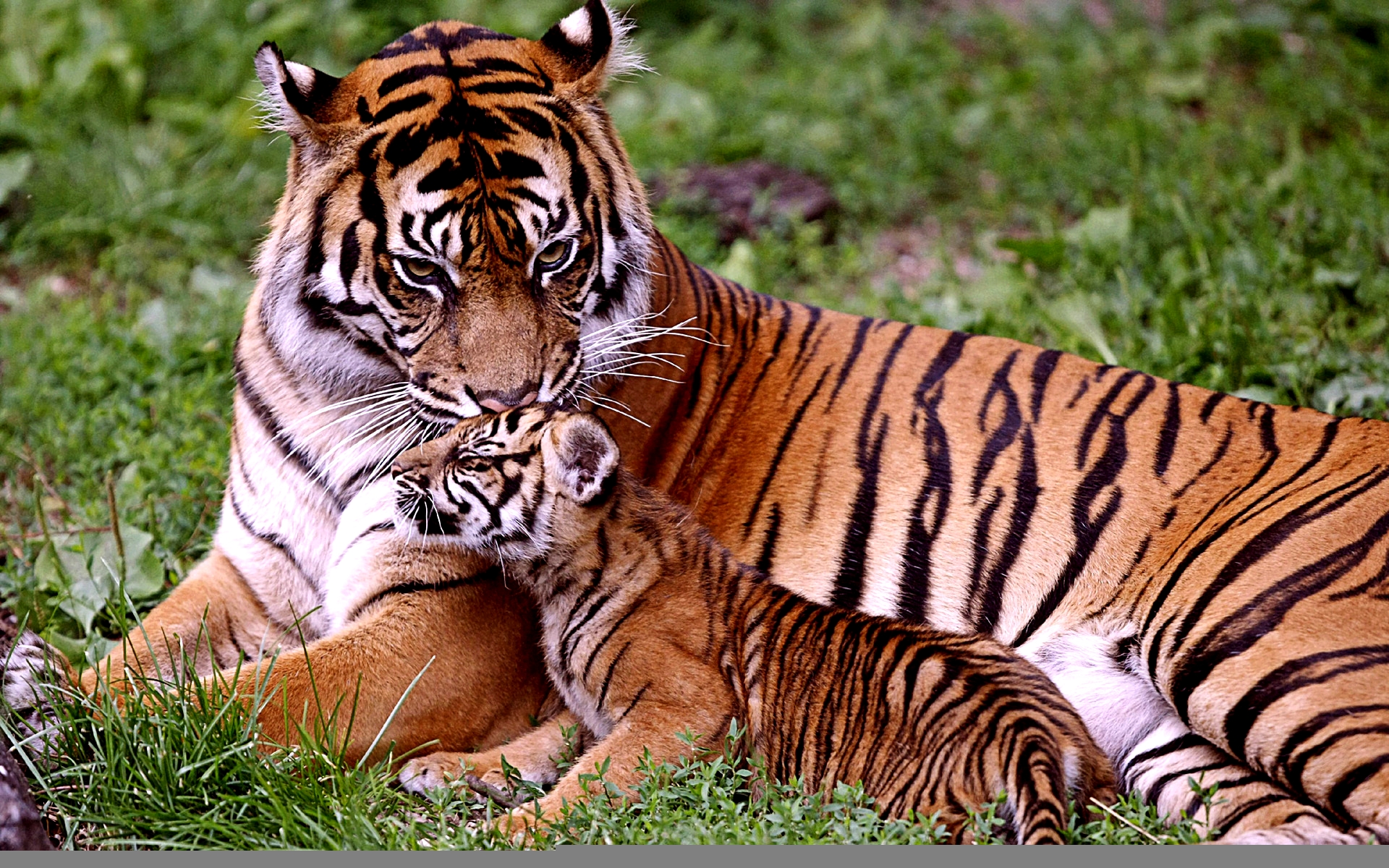 Téléchargez des papiers peints mobile Animaux, Tigre gratuitement.