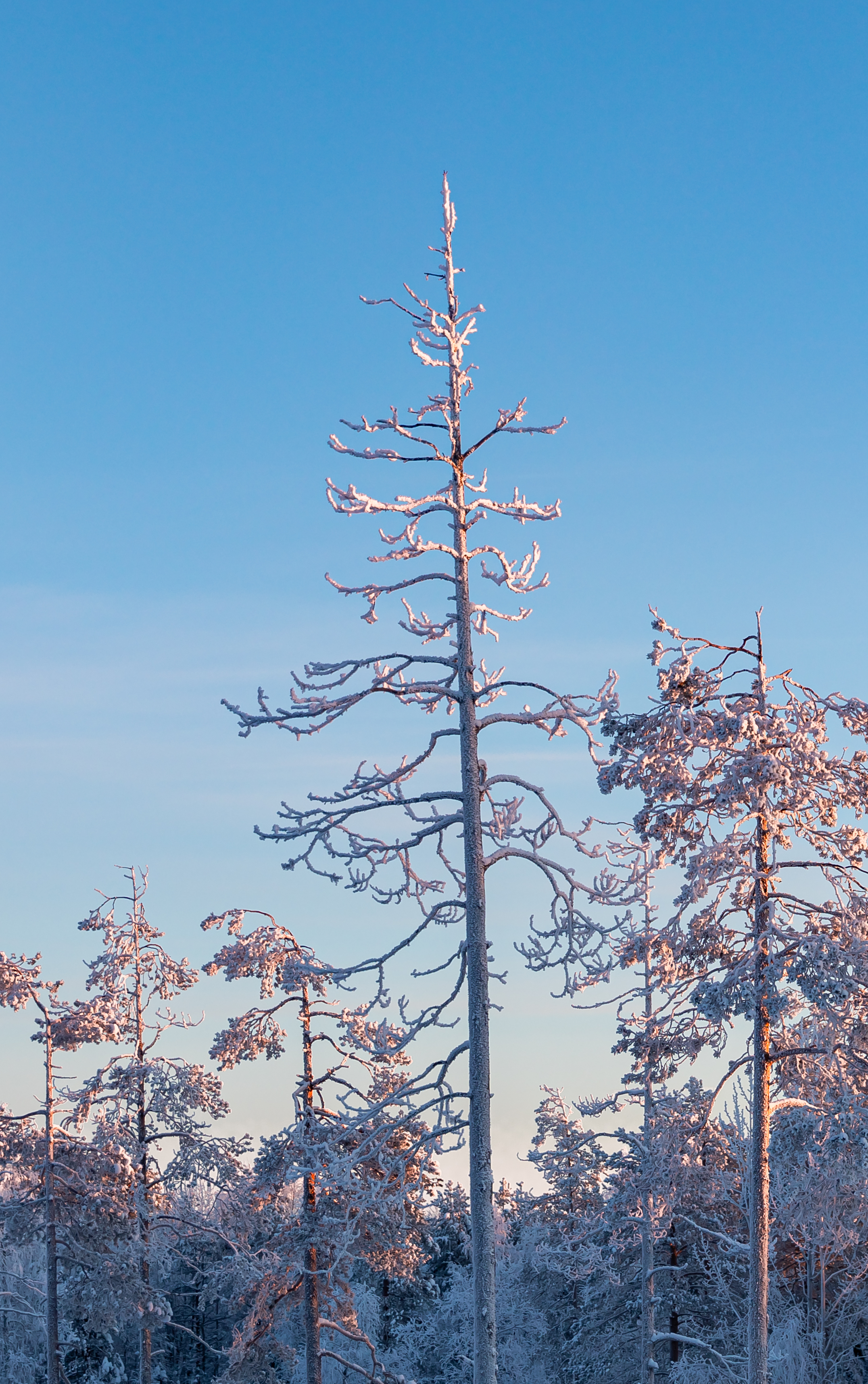 Скачать картинку Природа, Деревья, Иней, Ветки, Снег, Зима в телефон бесплатно.