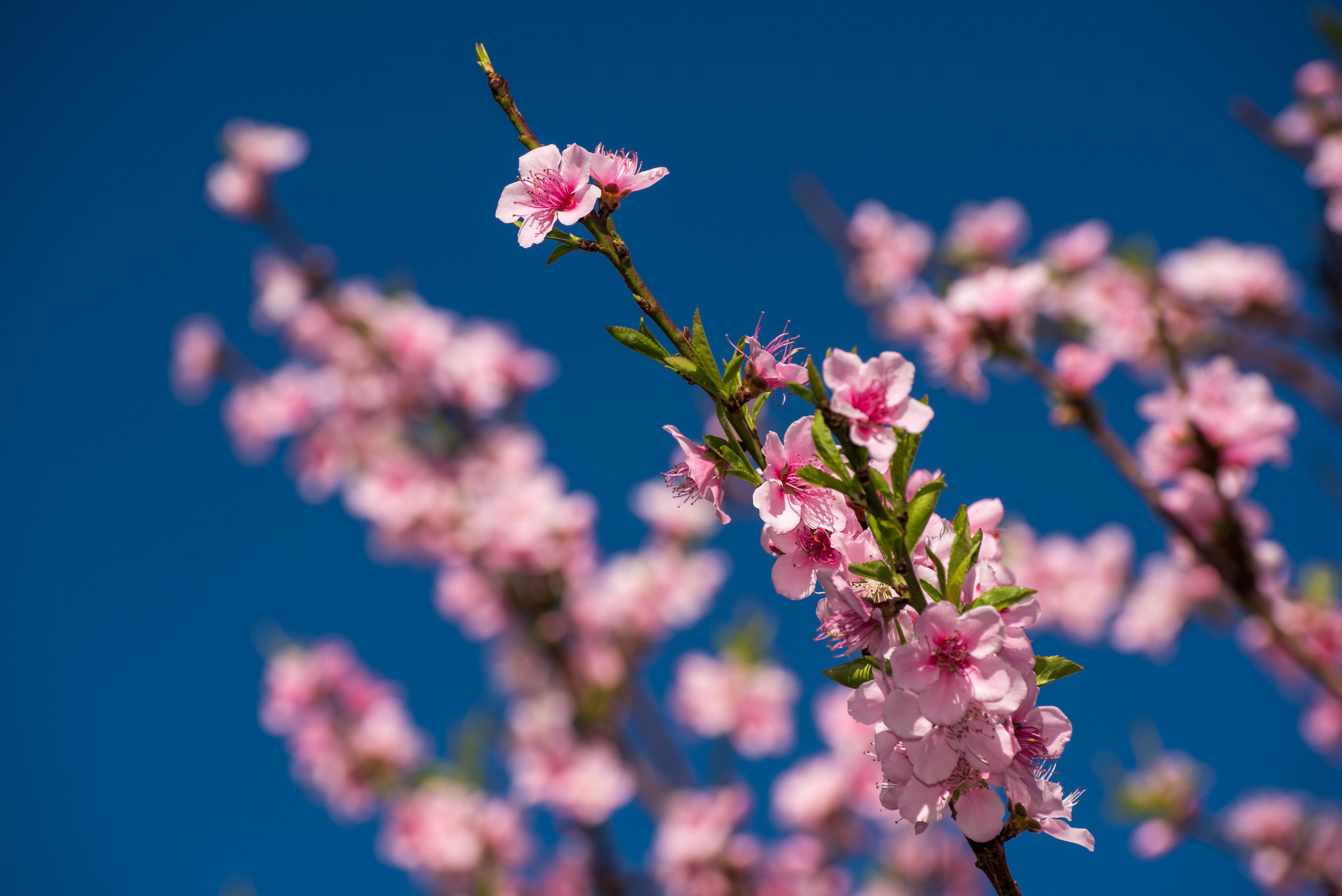 Завантажити шпалери безкоштовно Цвітіння, Земля, Весна, Флауерзи картинка на робочий стіл ПК