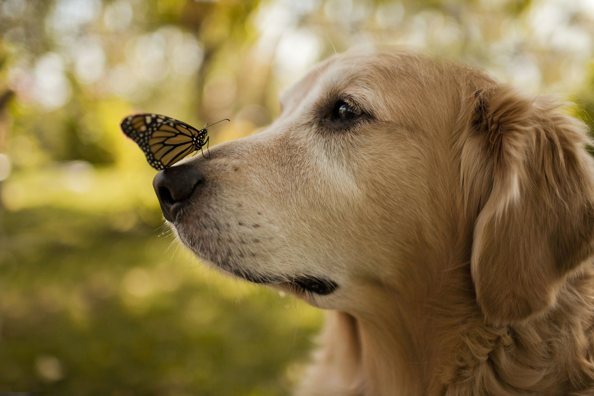 Baixe gratuitamente a imagem Animais, Cães, Cão na área de trabalho do seu PC