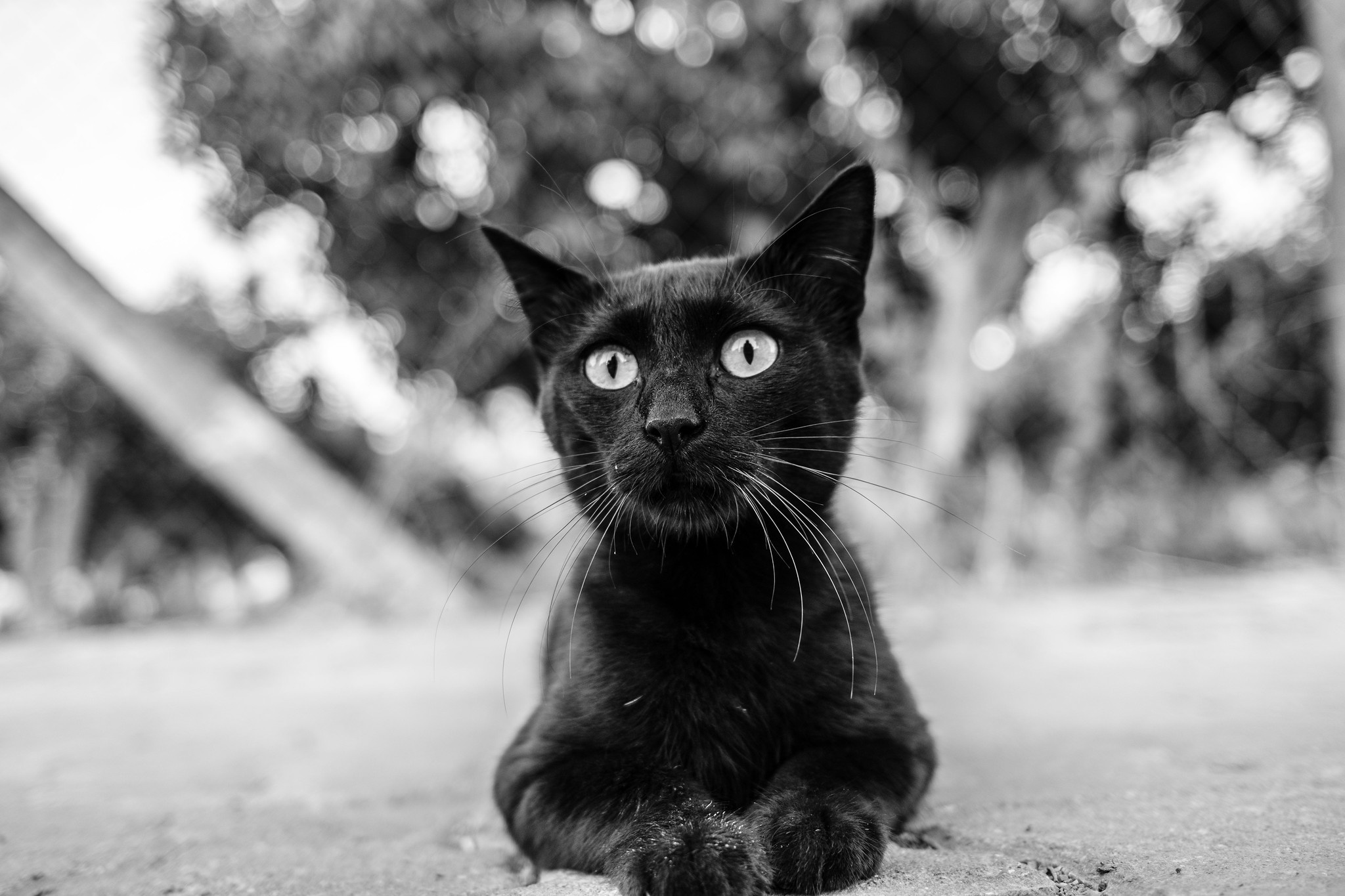 Descarga gratuita de fondo de pantalla para móvil de Animales, Gatos, Gato, Blanco Y Negro.