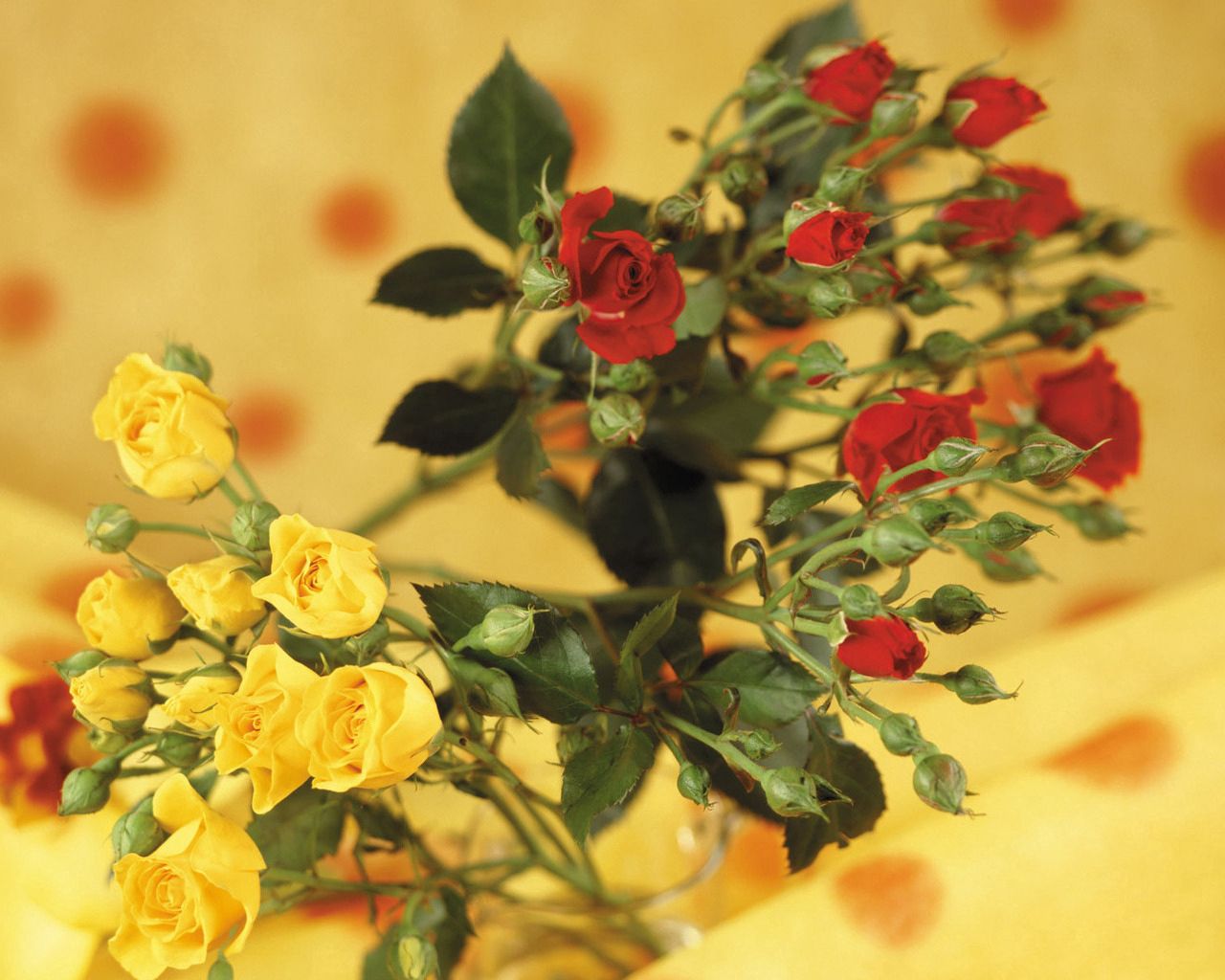 roses, flowers, bush, yellow, red, blur, smooth, bushes