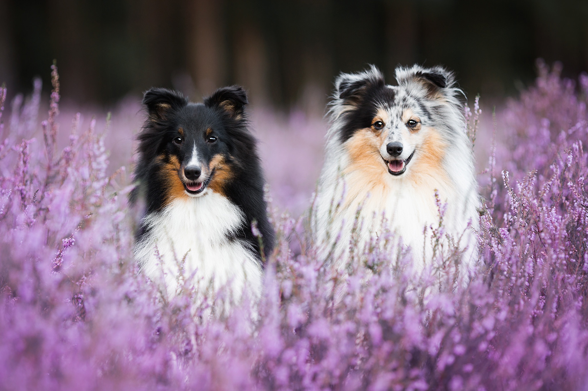 Download mobile wallpaper Dogs, Dog, Animal, Shetland Sheepdog for free.