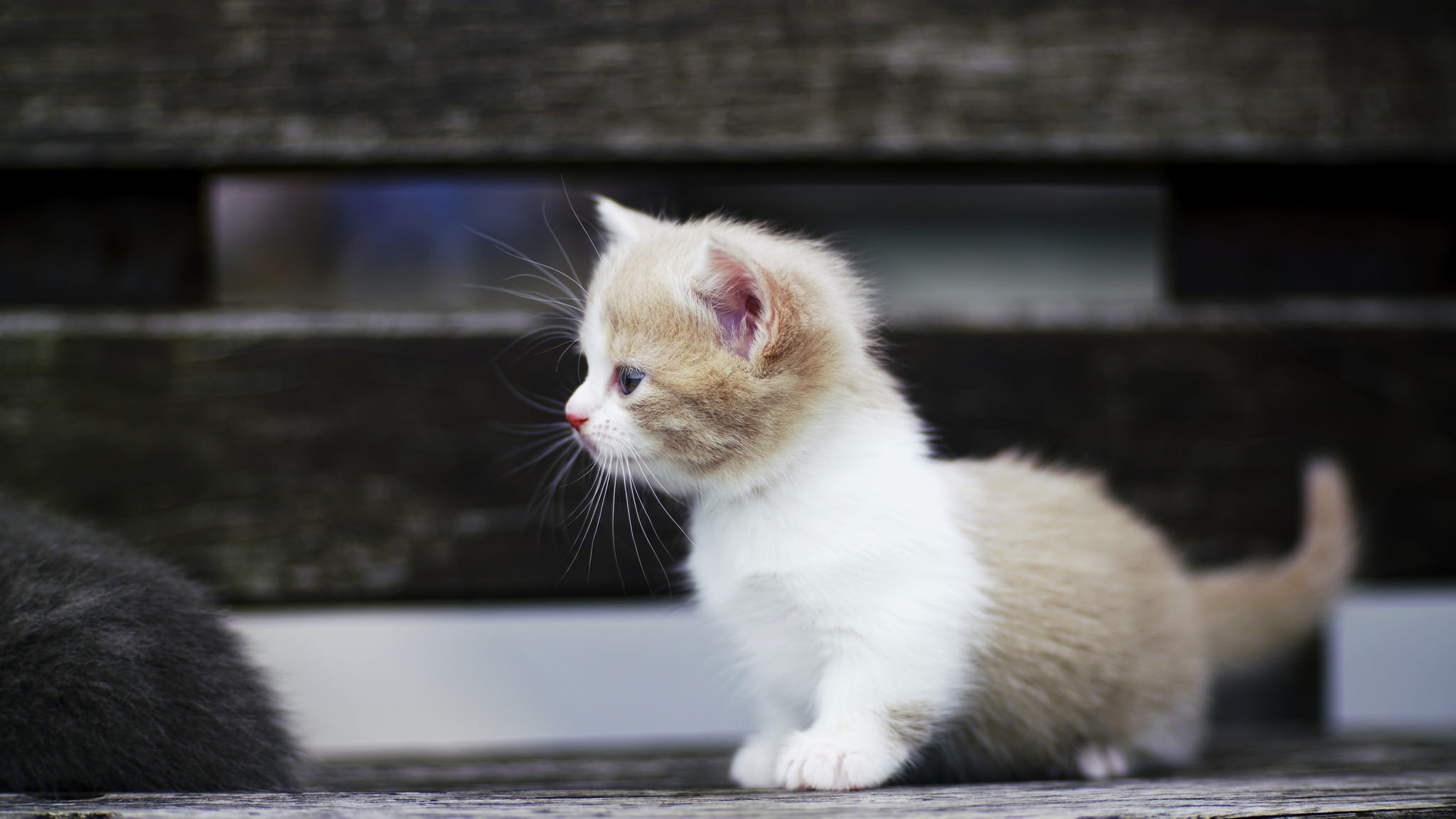 Baixe gratuitamente a imagem Animais, Gatos, Gato, Gatinho, Animal Bebê na área de trabalho do seu PC