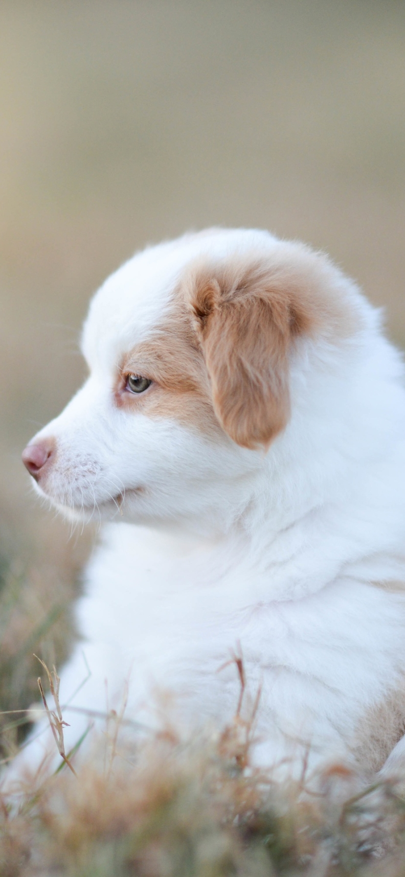 Download mobile wallpaper Dogs, Dog, Animal, Puppy, Australian Shepherd, Baby Animal for free.