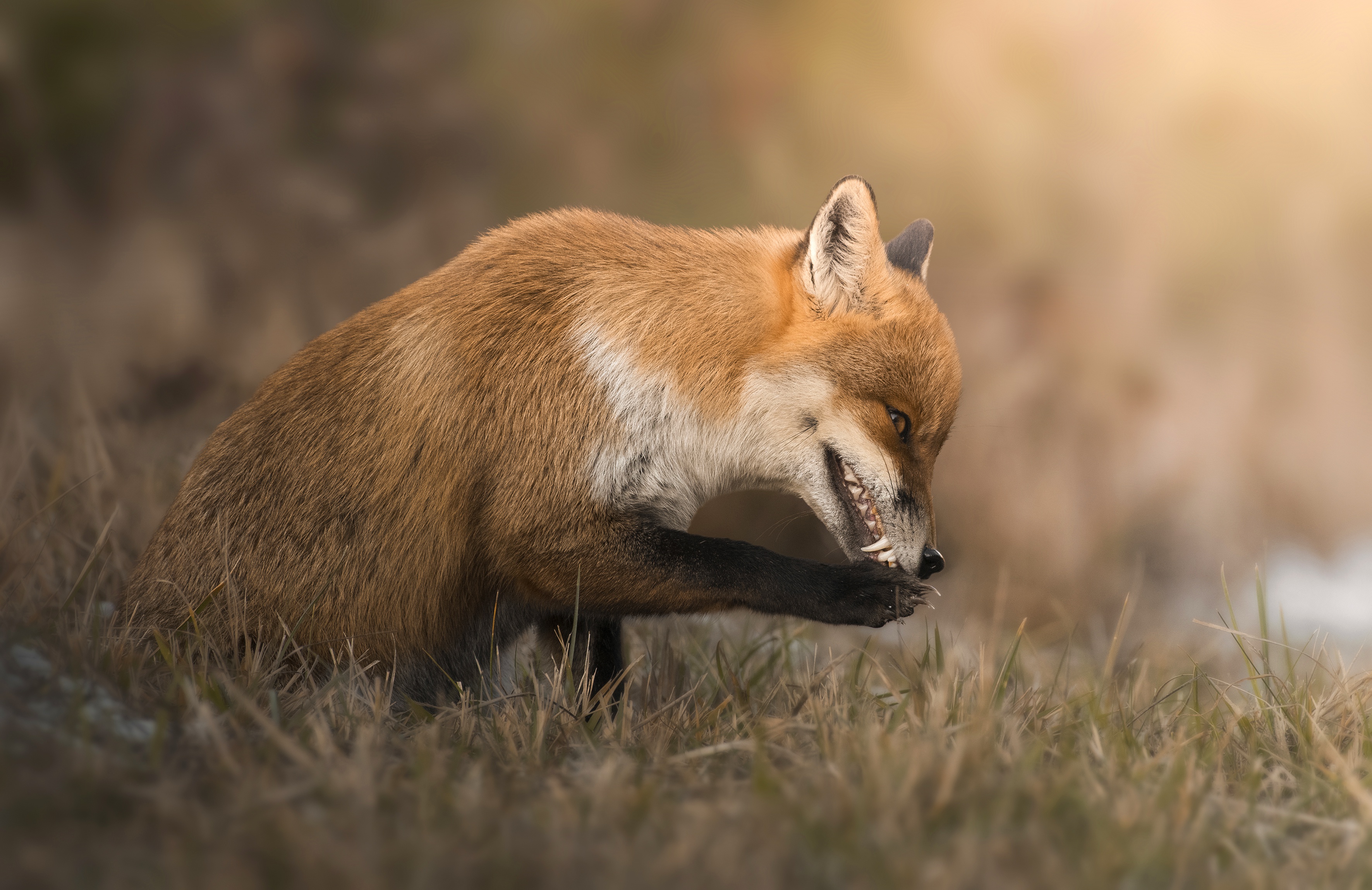 Laden Sie das Tiere, Fuchs-Bild kostenlos auf Ihren PC-Desktop herunter