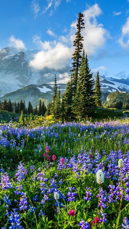 Download mobile wallpaper Mountains, Mountain, Flower, Earth, Field, Lupine, Purple Flower, Mount Rainier for free.