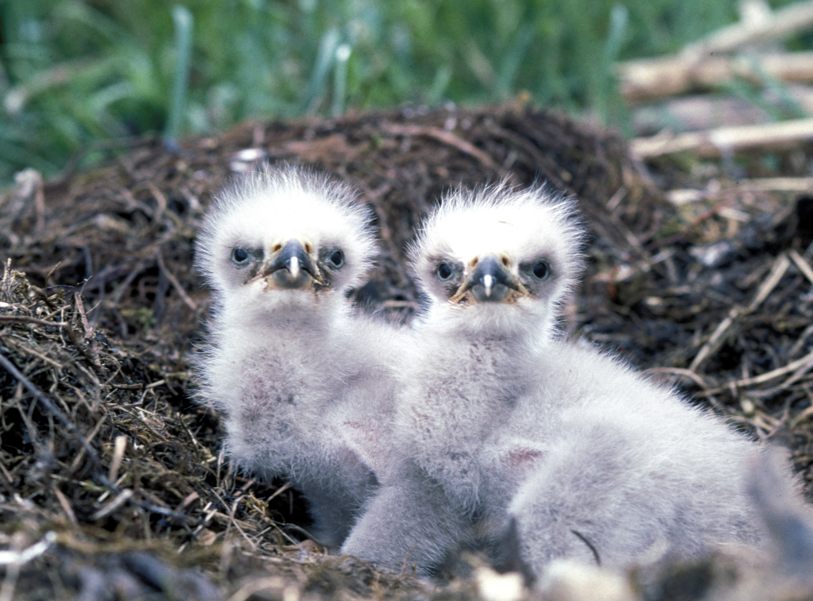 Baixe gratuitamente a imagem Pássaro, Aves, Animais na área de trabalho do seu PC