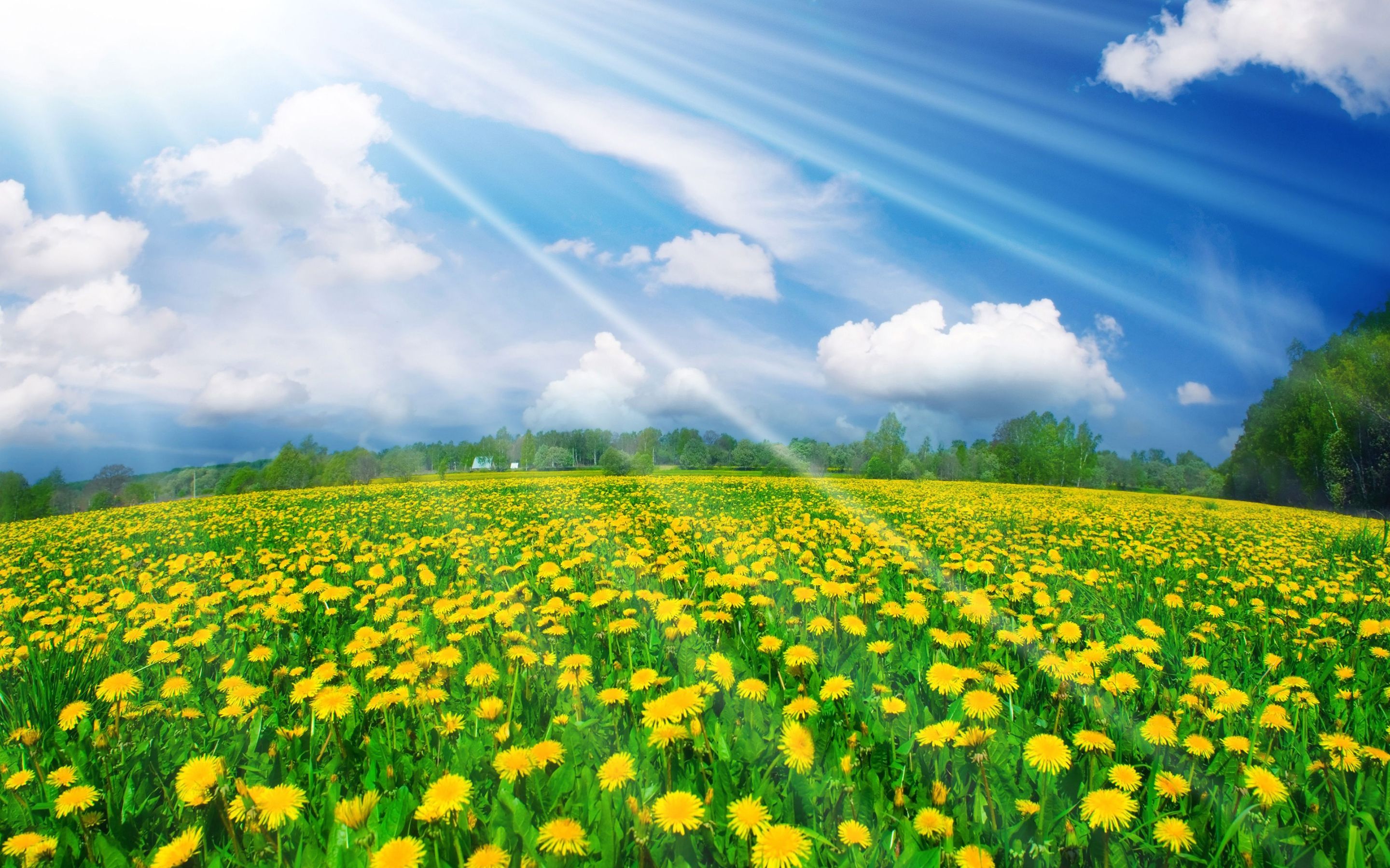 Download mobile wallpaper Earth, Field, Cloud, Dandelion, Sunbeam for free.