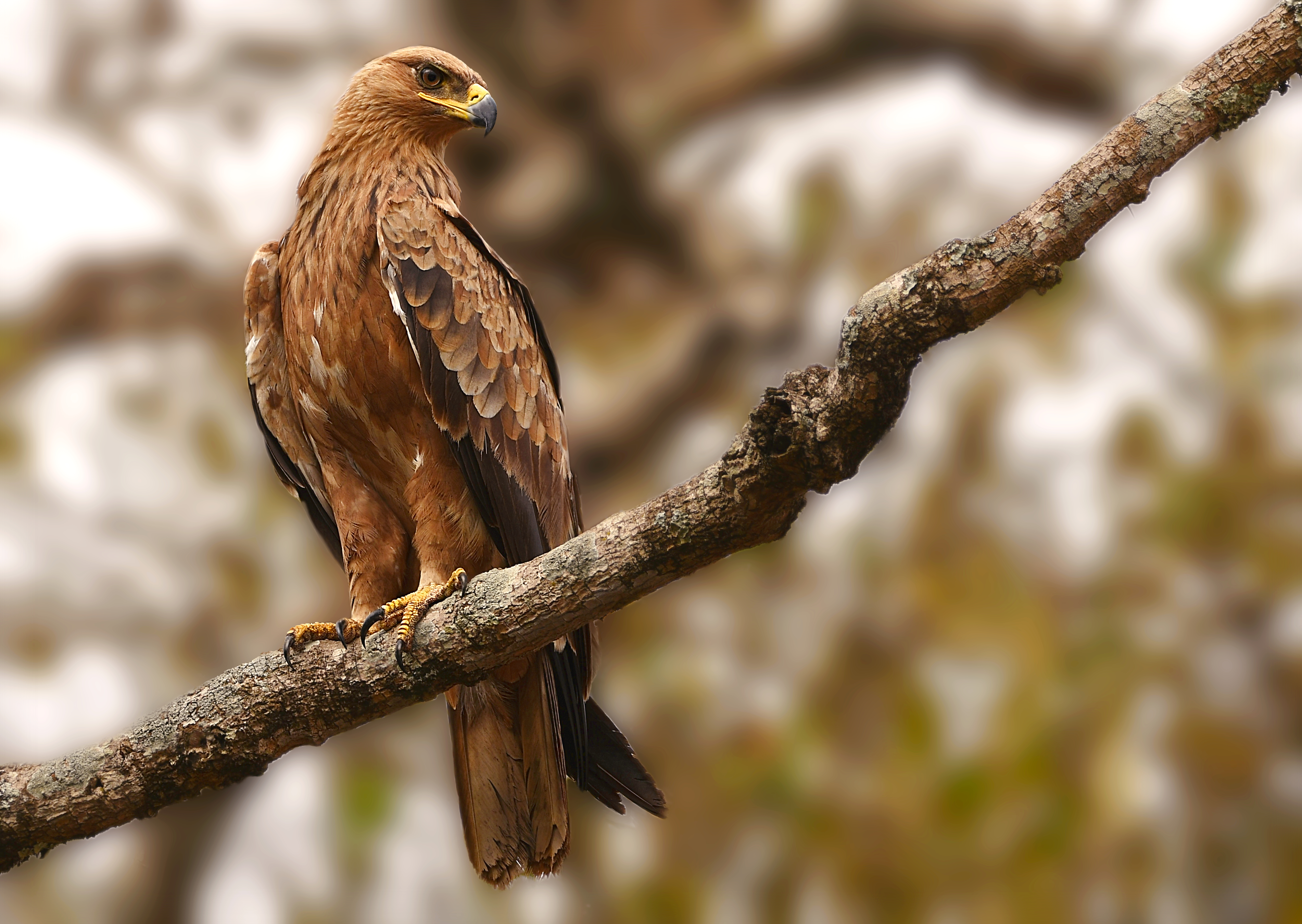 Free download wallpaper Birds, Animal, Eagle, Africa, Bird Of Prey, Depth Of Field, Kenya on your PC desktop