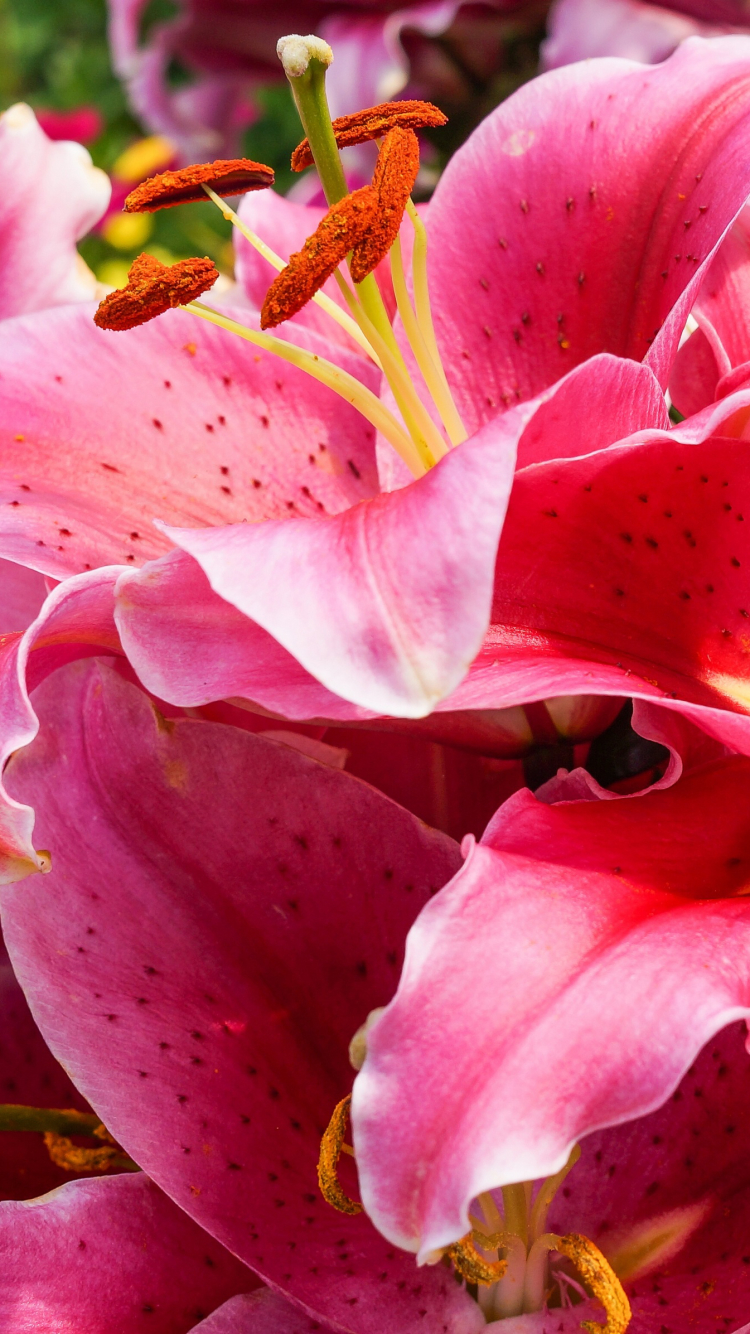 無料モバイル壁紙自然, フラワーズ, 花, 閉じる, 地球, リリー, ピンクの花をダウンロードします。