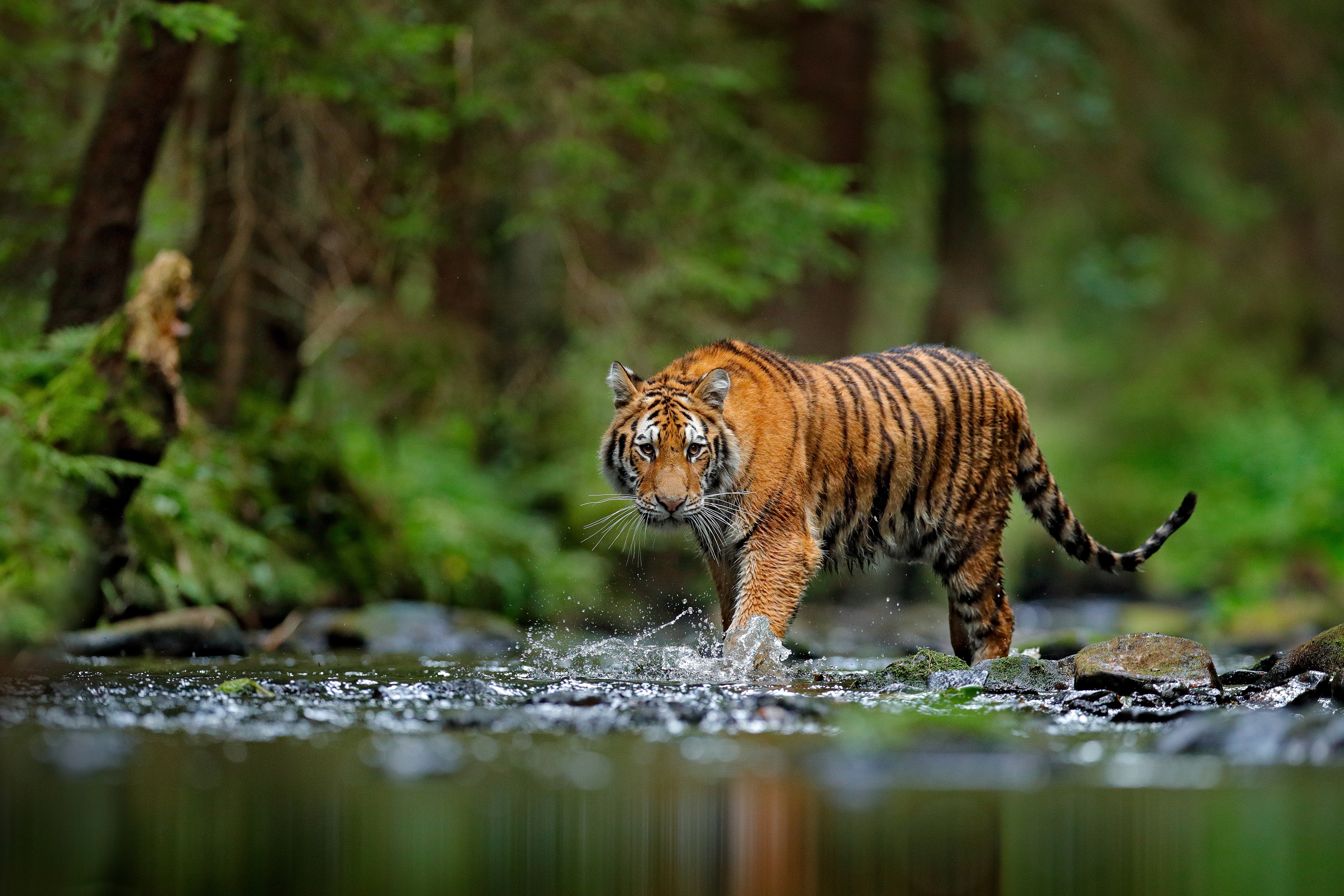 Handy-Wallpaper Tiere, Katzen, Tiger kostenlos herunterladen.