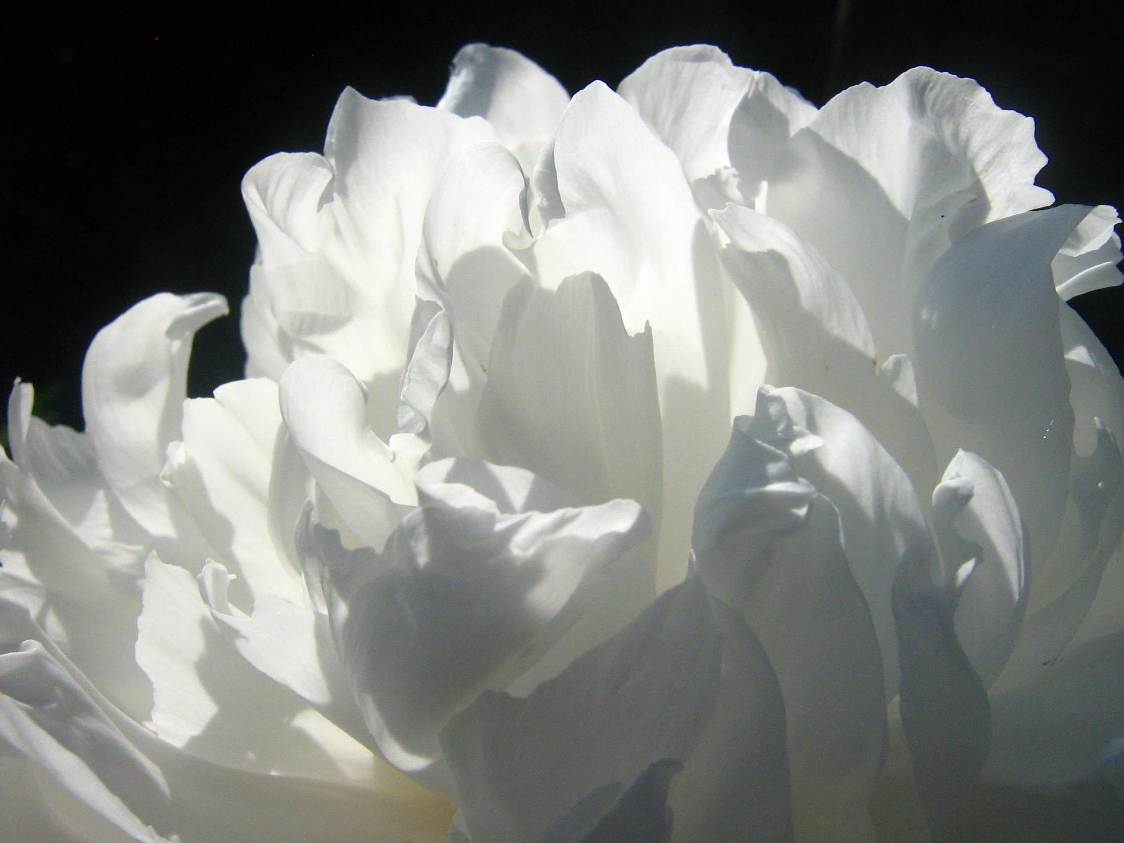 Download mobile wallpaper Petals, Macro, Rose Flower, Rose, Shadow, Flower for free.