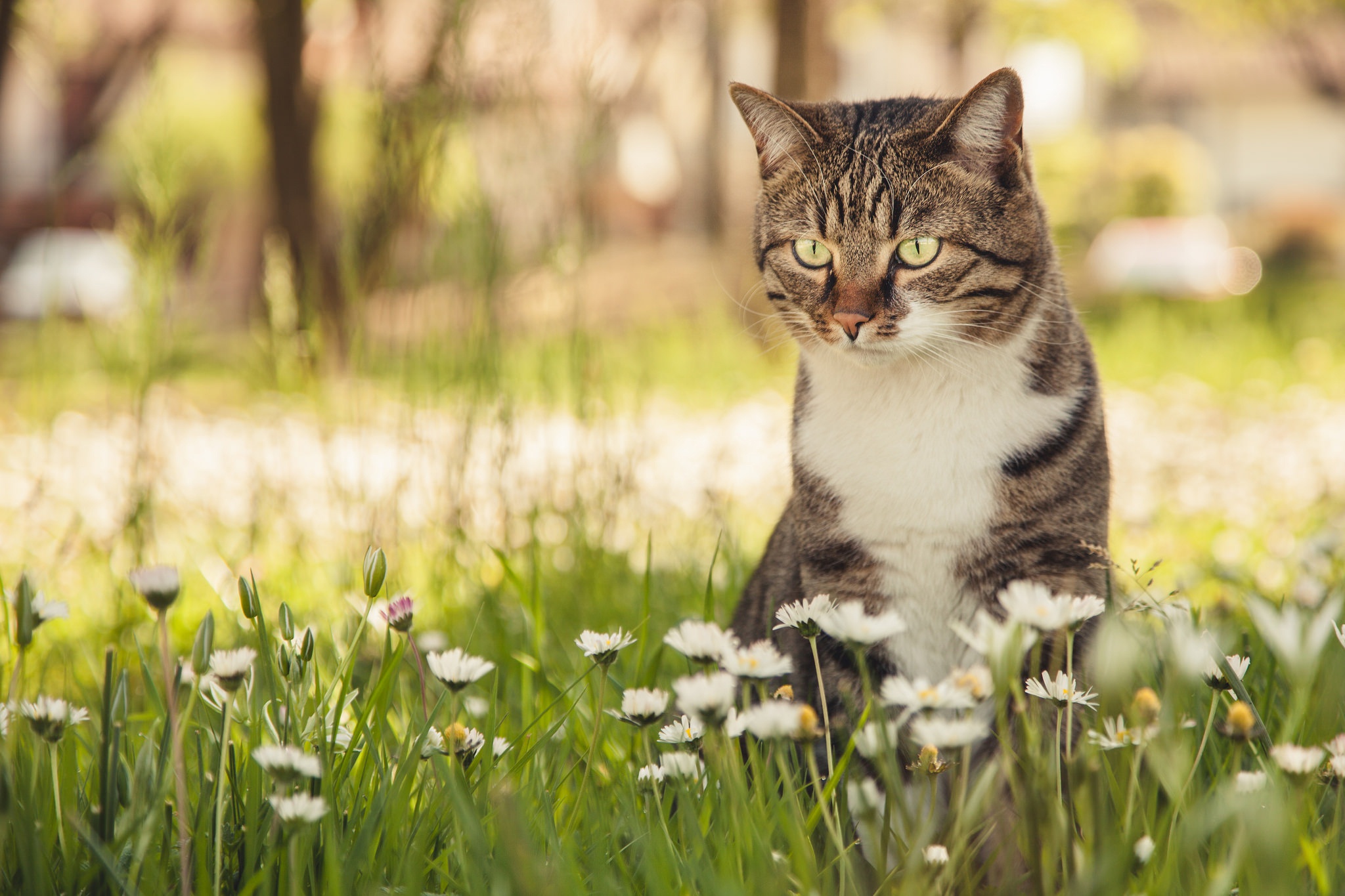 Handy-Wallpaper Tiere, Katzen, Sommer, Katze, Weiße Blume, Tiefenschärfe kostenlos herunterladen.