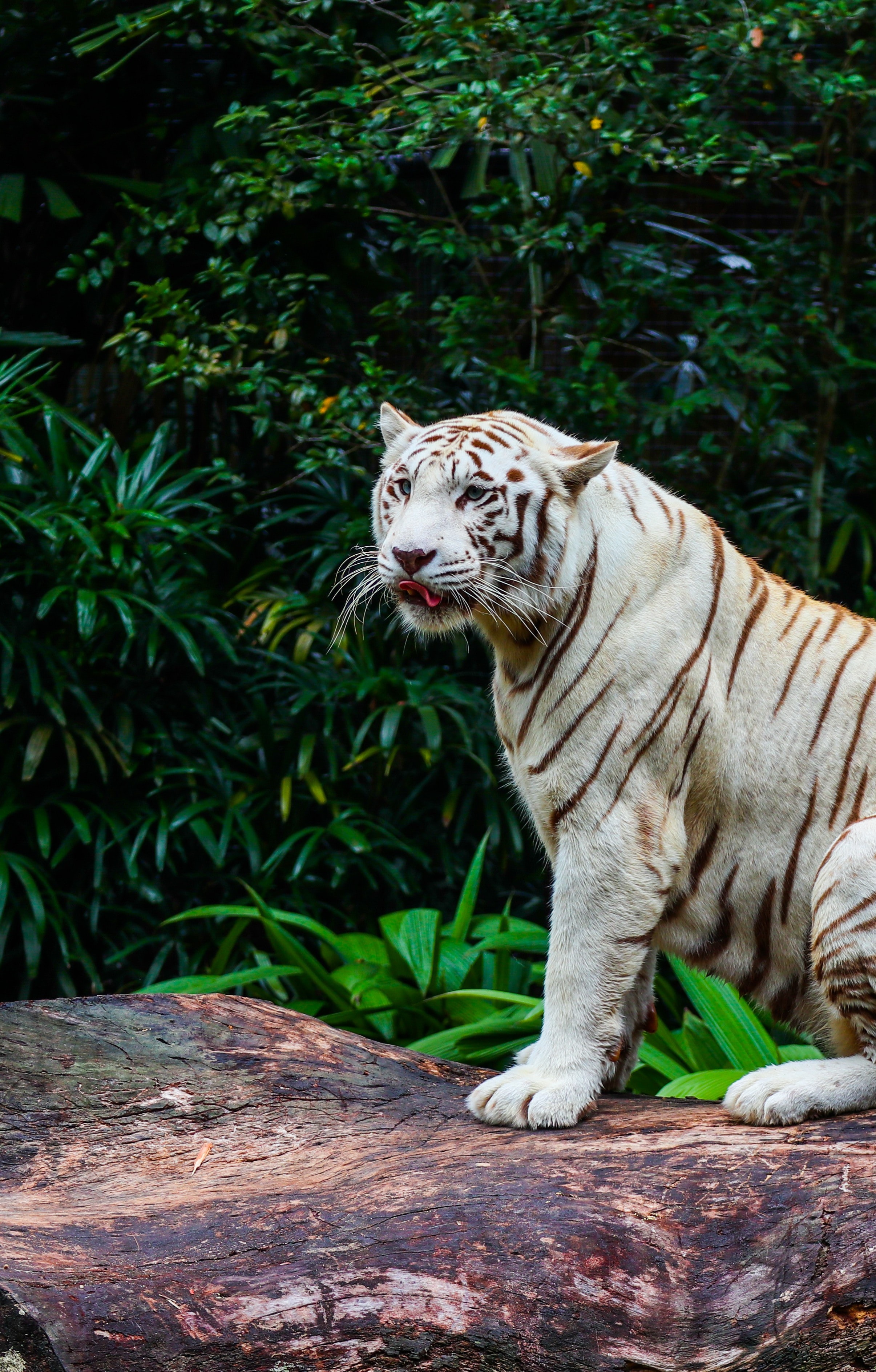 89594 Hintergrundbild herunterladen tiere, raubtier, predator, große katze, big cat, tiger, tier, bengalischer tiger, bengaltiger - Bildschirmschoner und Bilder kostenlos