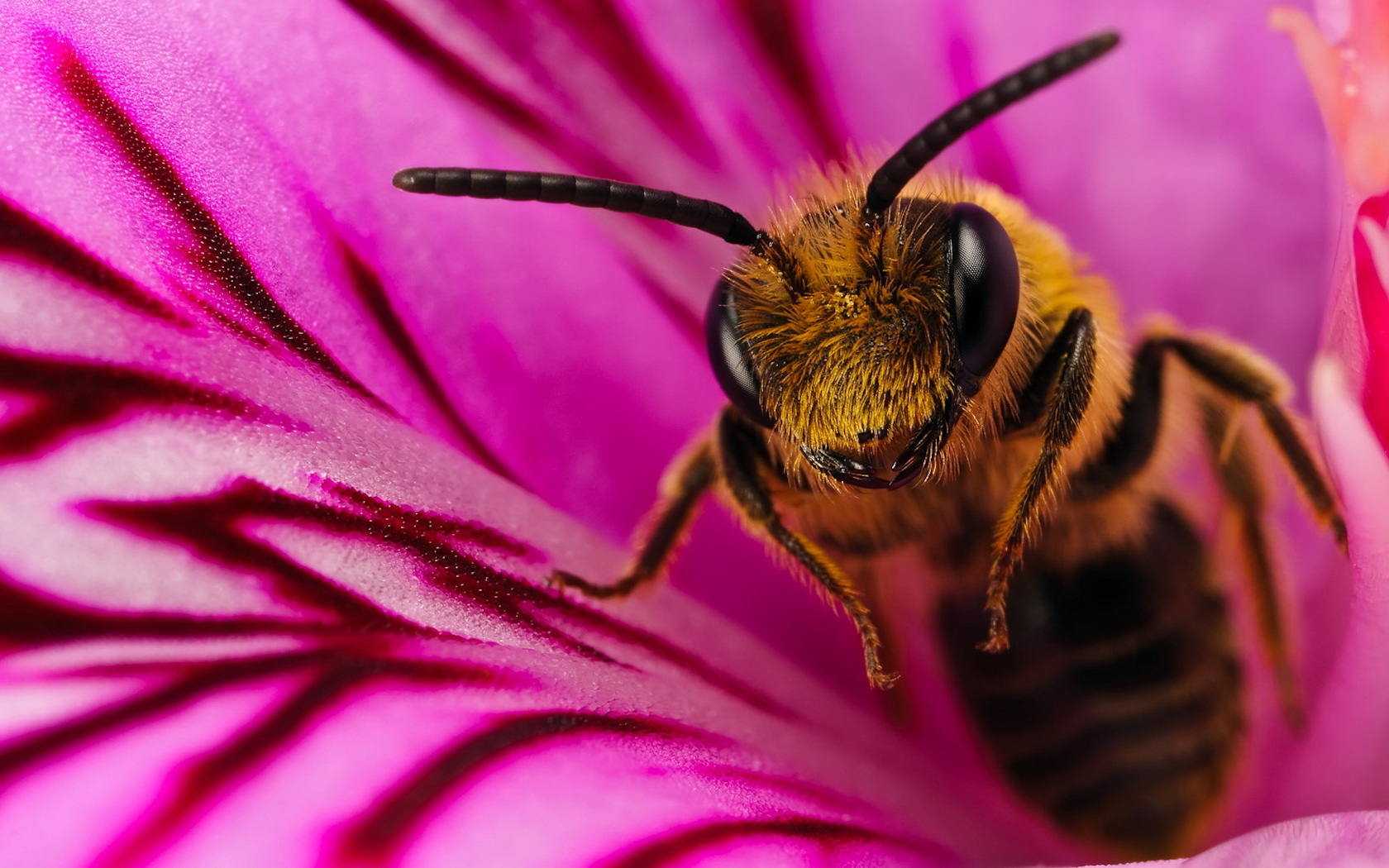 20582 baixar papel de parede abelhas, insetos - protetores de tela e imagens gratuitamente