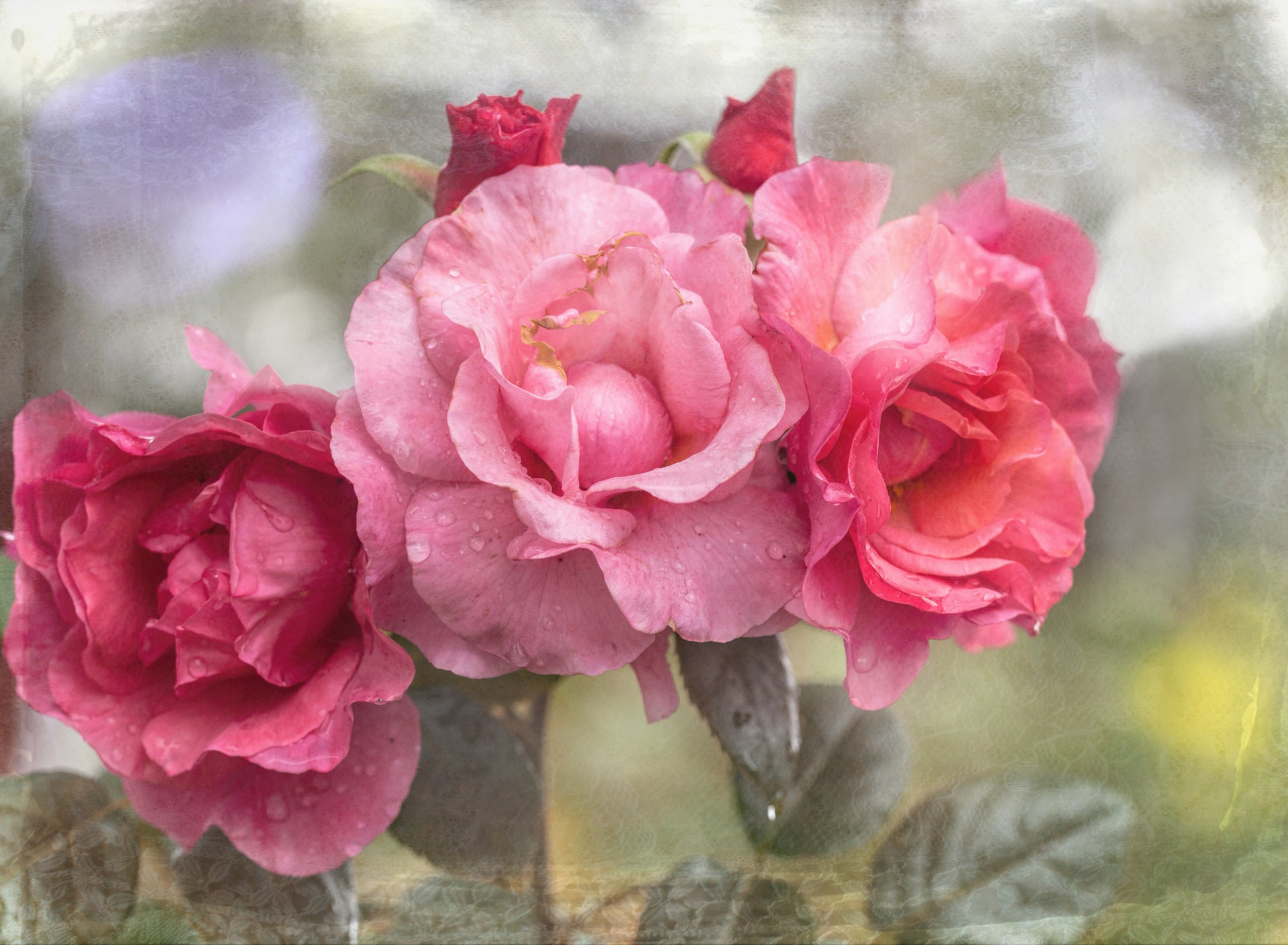 Téléchargez des papiers peints mobile Fleurs, Rose, Terre/nature, Fleur Rose gratuitement.
