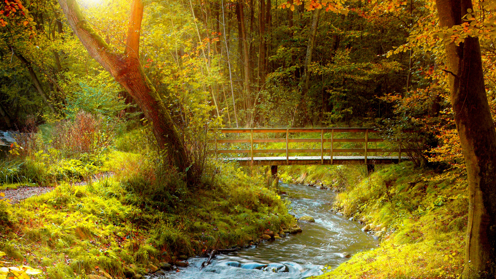 Download mobile wallpaper Bridge, Bridges, Man Made, Fall, Forest, Tree for free.