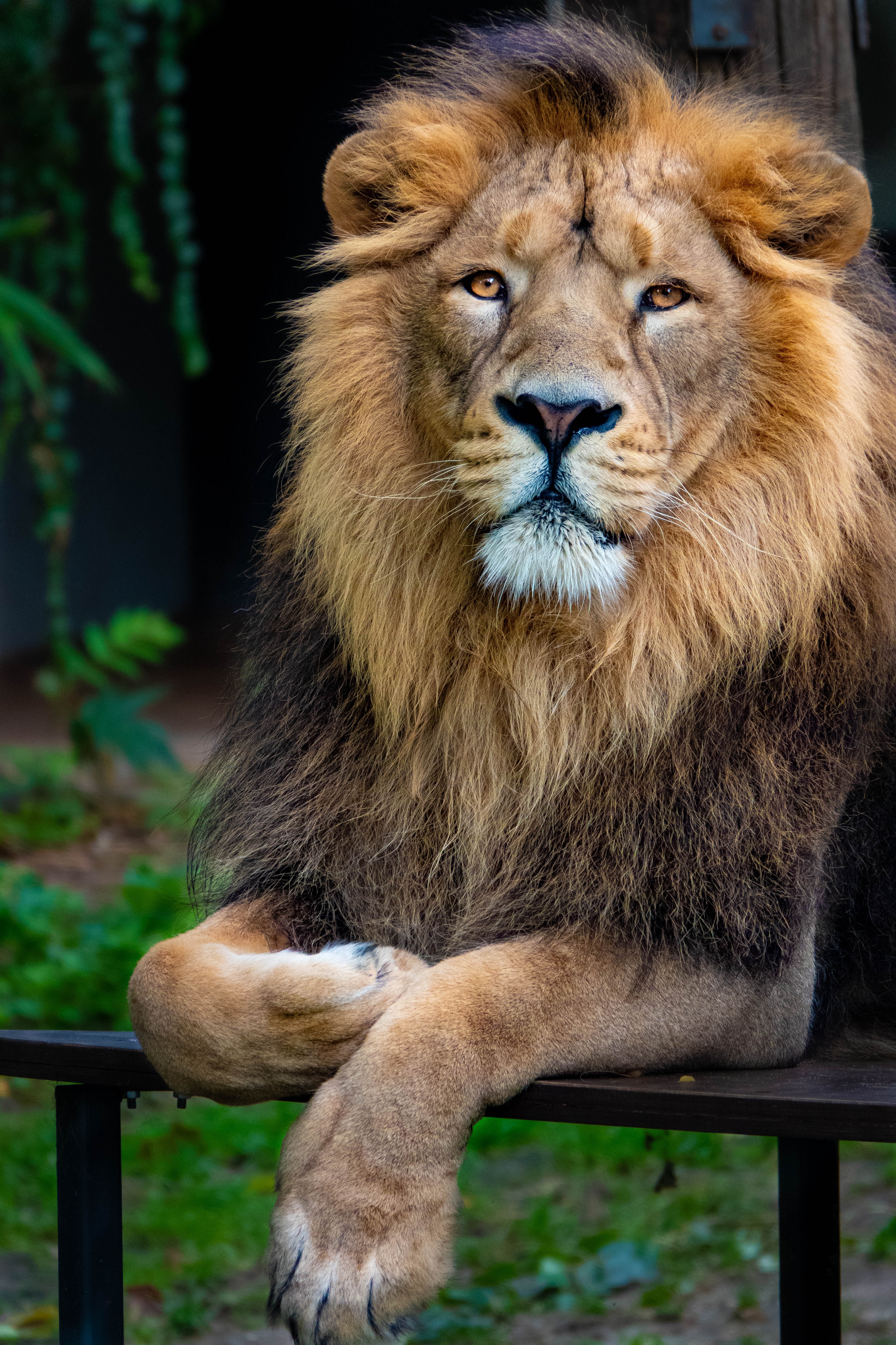 129847 descargar imagen gato grande, animales, un leon, león, depredador, visión, opinión, animal, rey de las bestias: fondos de pantalla y protectores de pantalla gratis