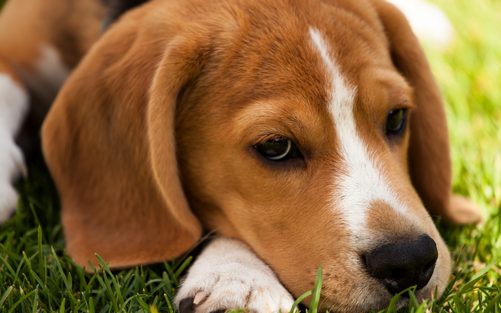 Download mobile wallpaper Dogs, Animal, Beagle for free.