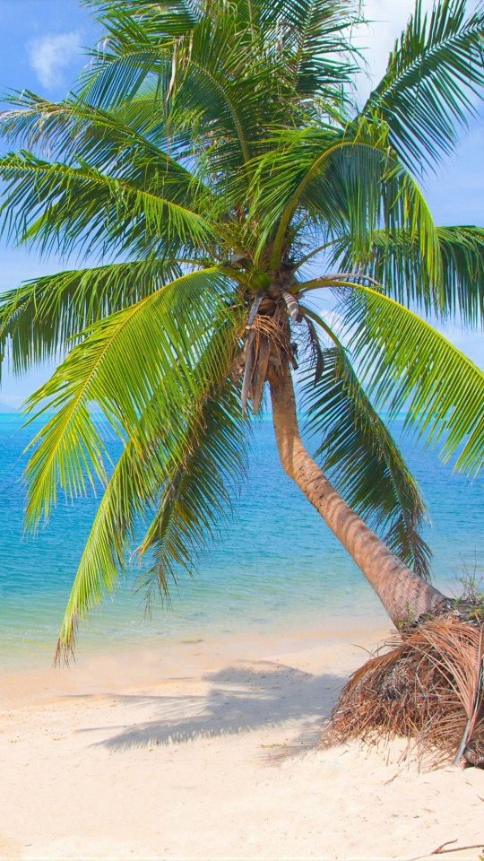 Скачать картинку Пляж, Пальма, Тропический, Земля/природа в телефон бесплатно.