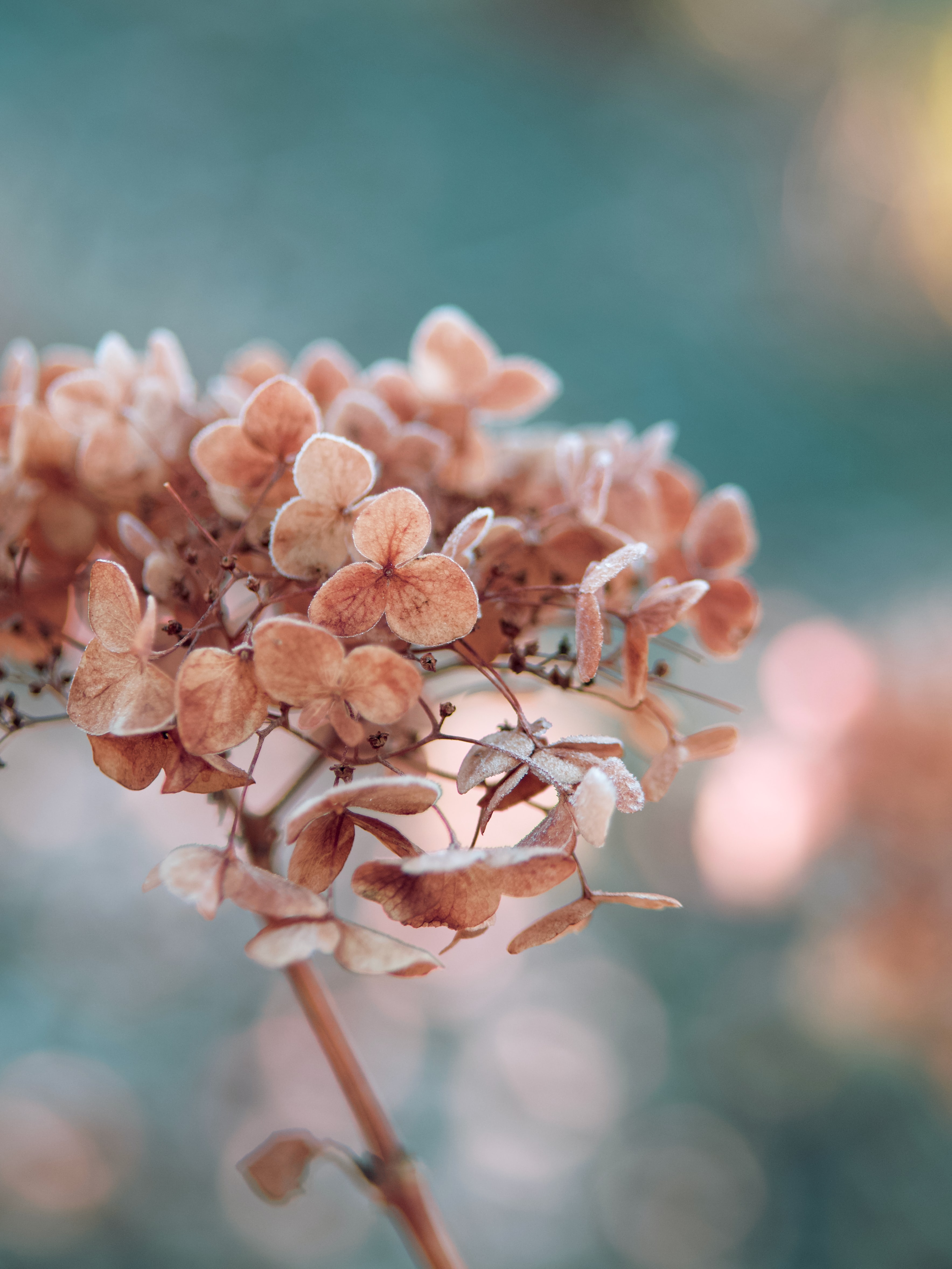 Download mobile wallpaper Macro, Dry, Plant, Flowers, Hydrangea for free.
