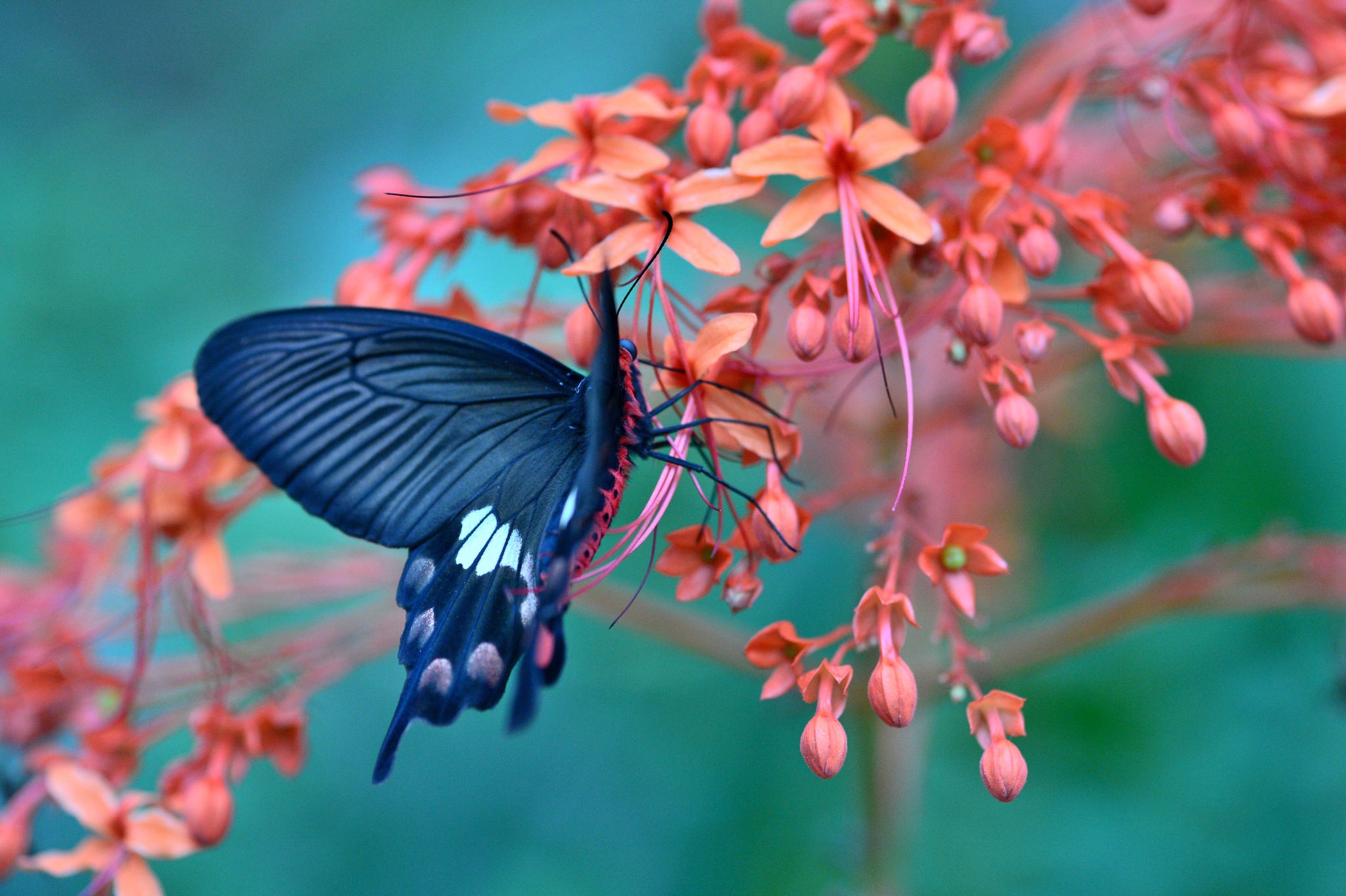 Download mobile wallpaper Flower, Butterfly, Animal, Blossom for free.