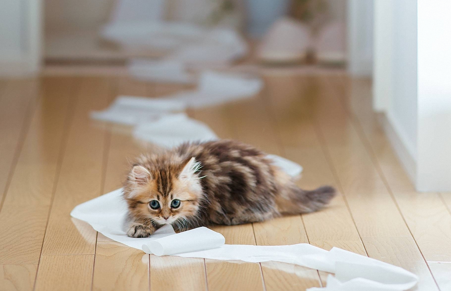 kitty, animals, kitten, to lie down, lie, playful, paper, parquet HD wallpaper